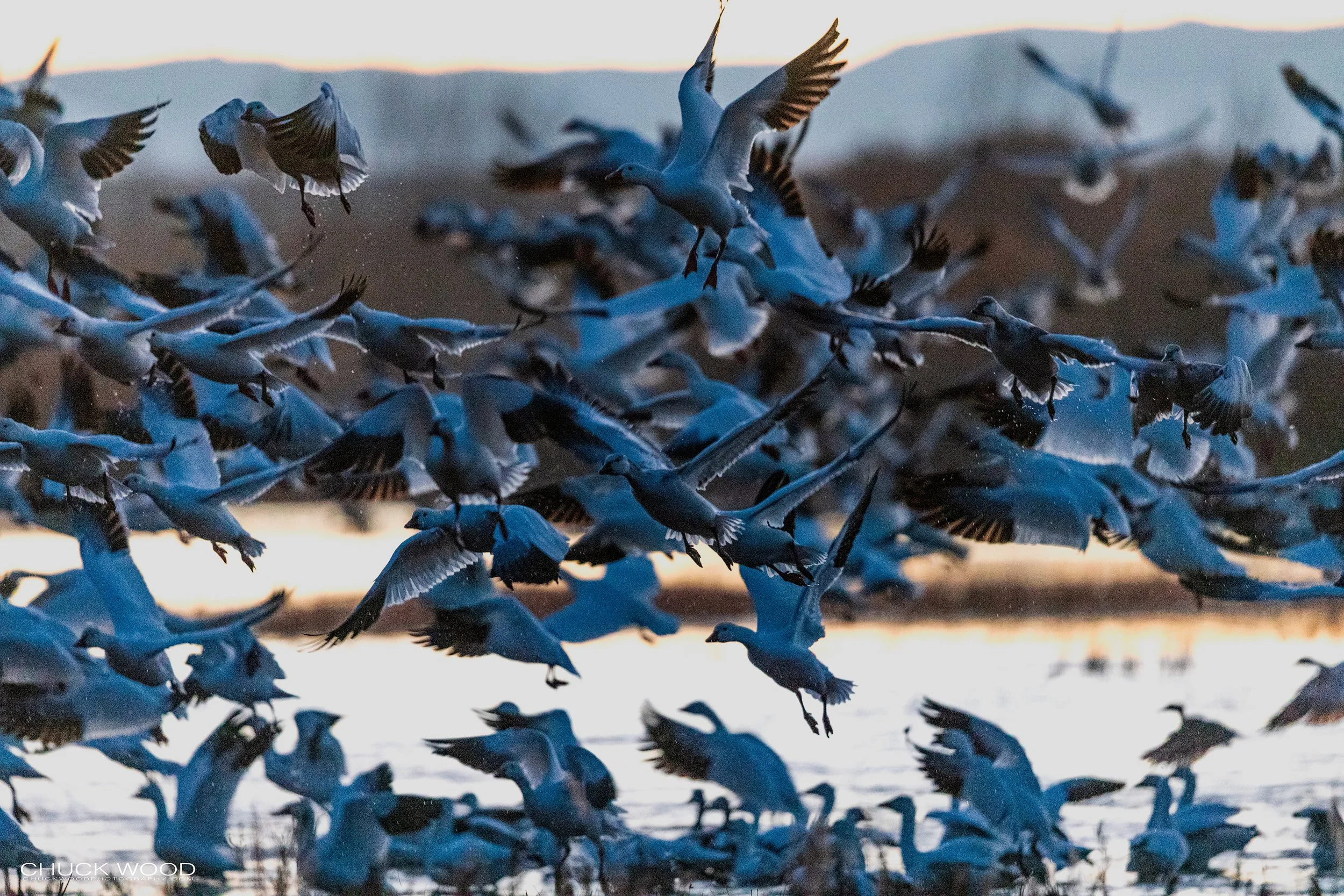  Bosque del Apache, NM 2021 