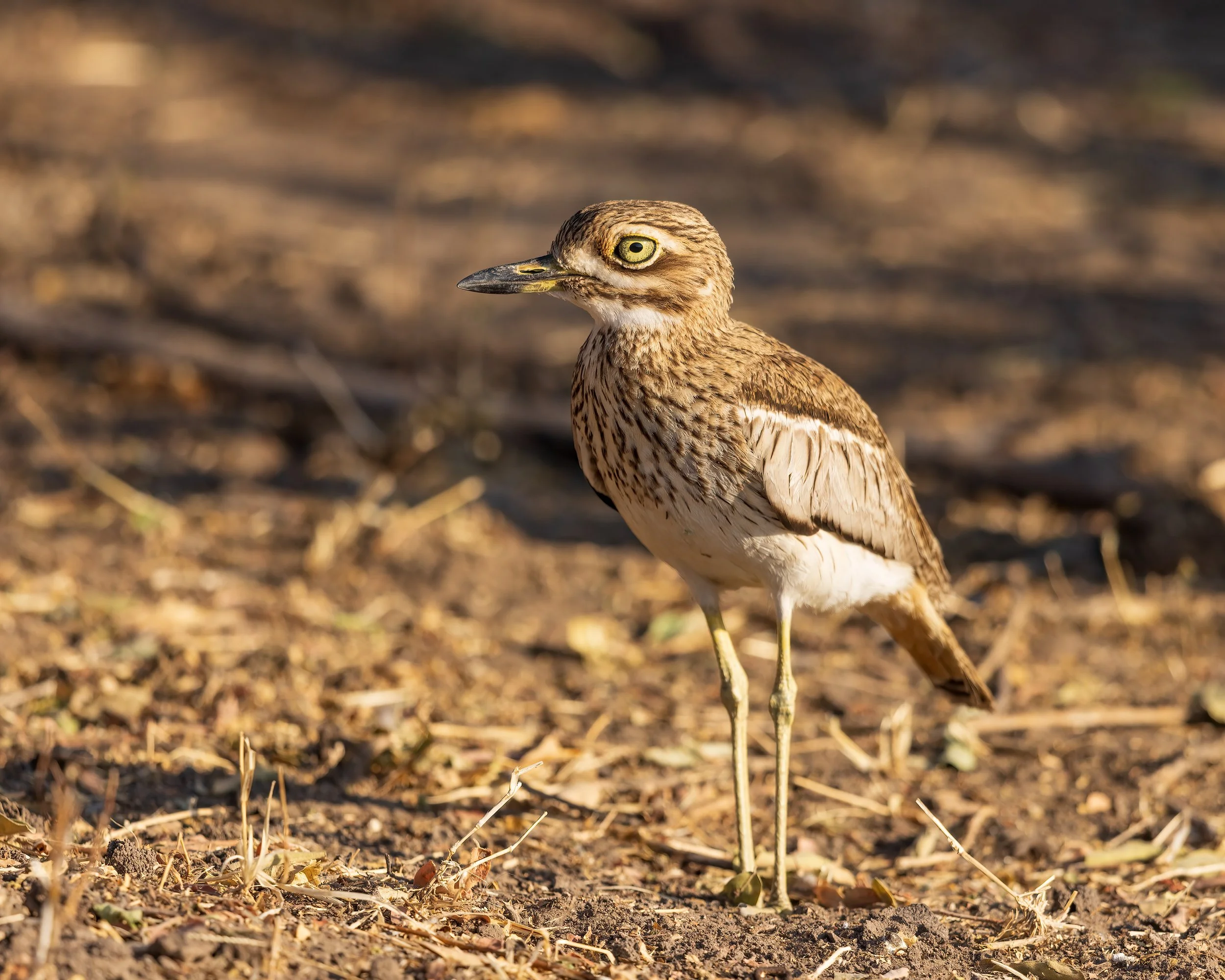  Chobe Waterfront, Botswana 2023 