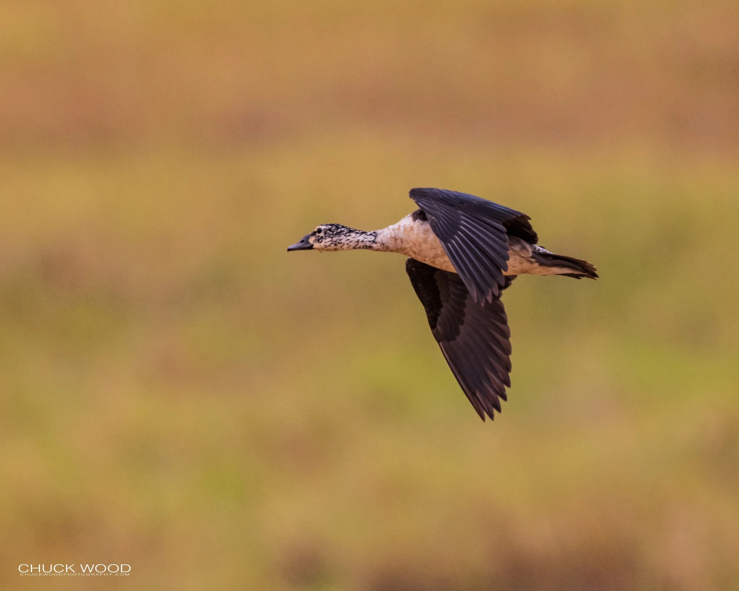  Tarangire, Tanzania 2021 