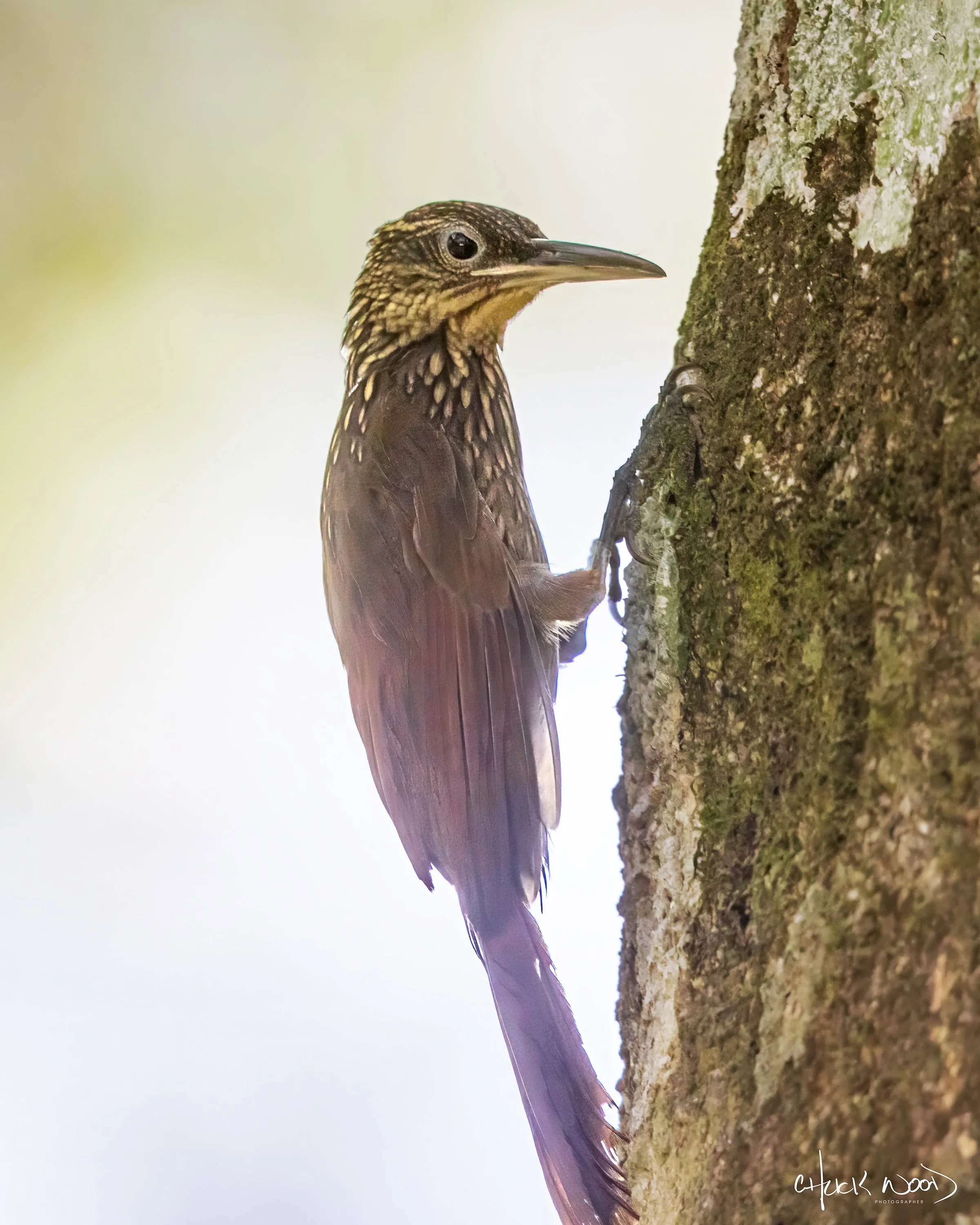  Osa Peninsula, Costa Rica 2022 