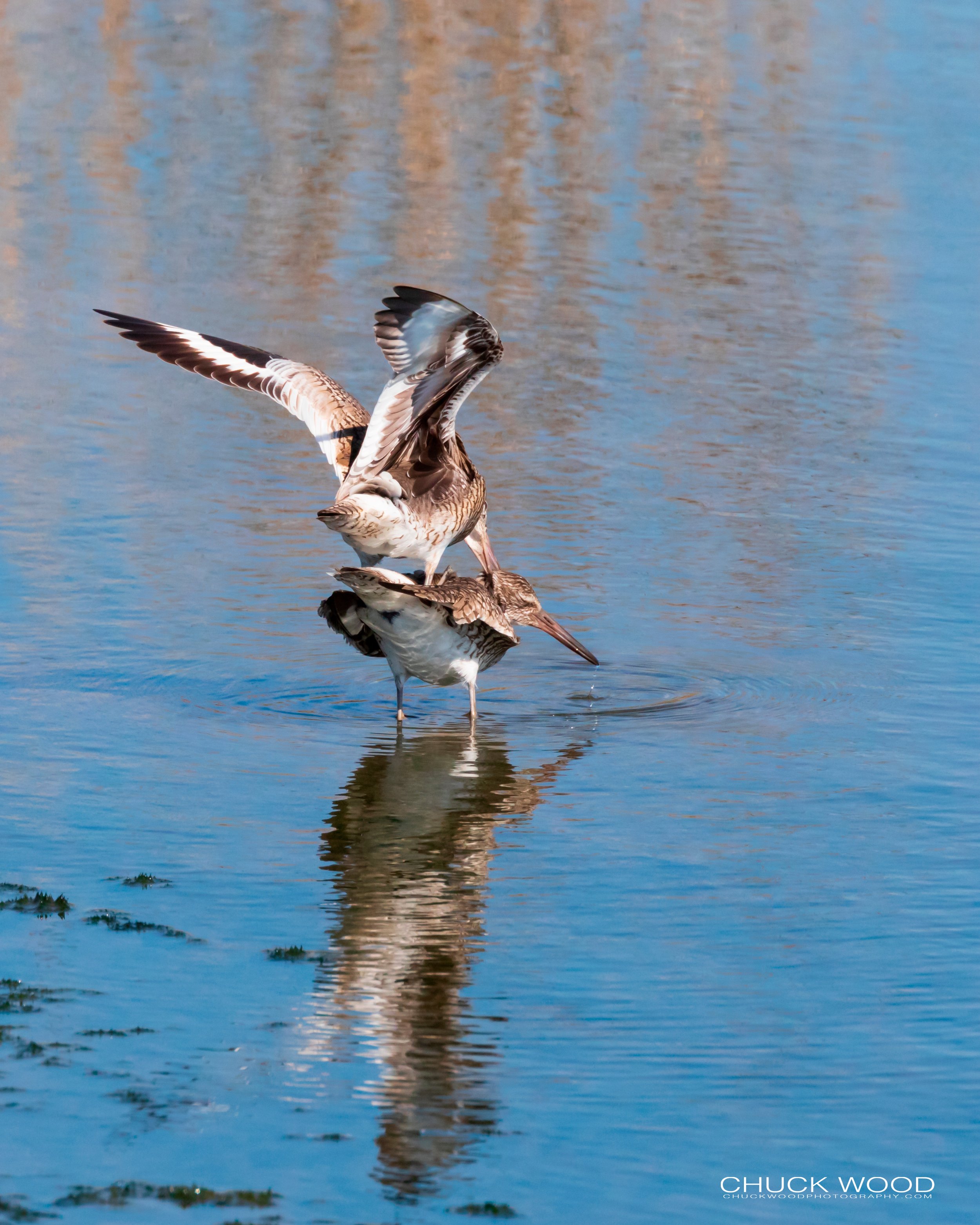   Forsythe NWR, NJ 2019 