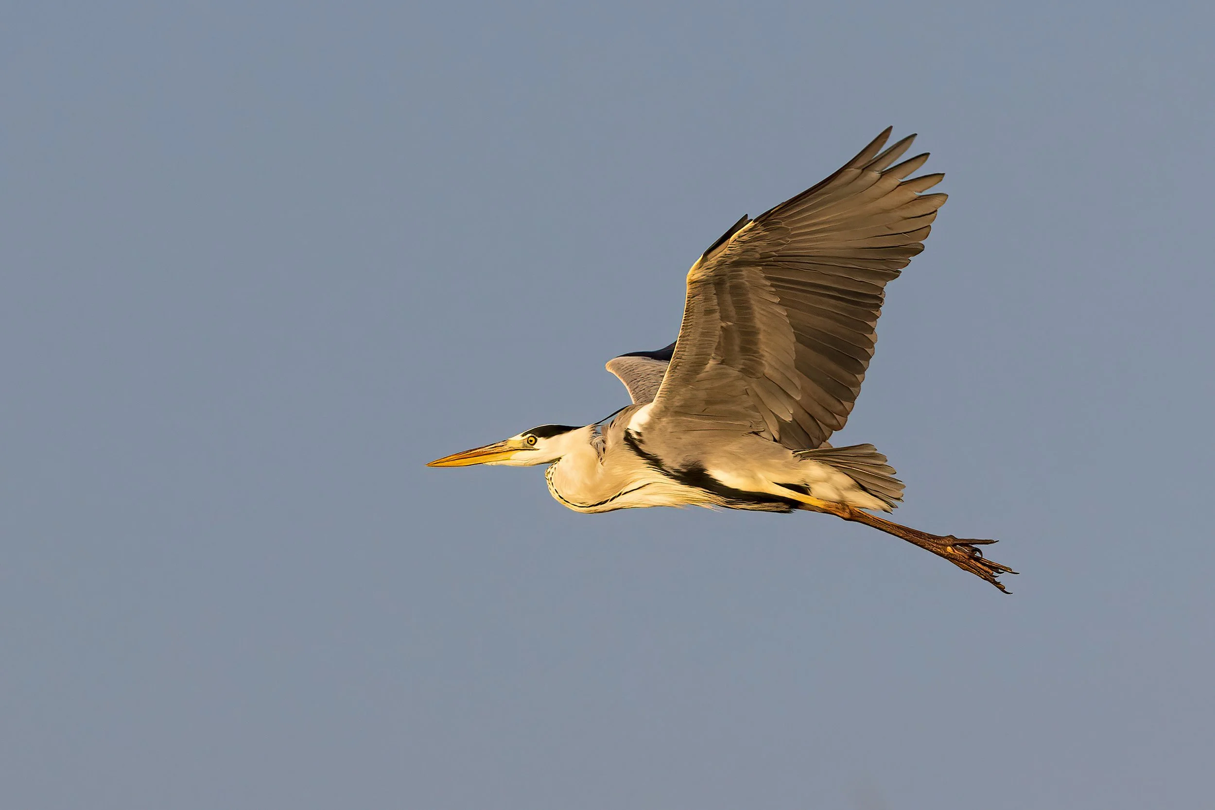  Chobe River, Botswana 2023 