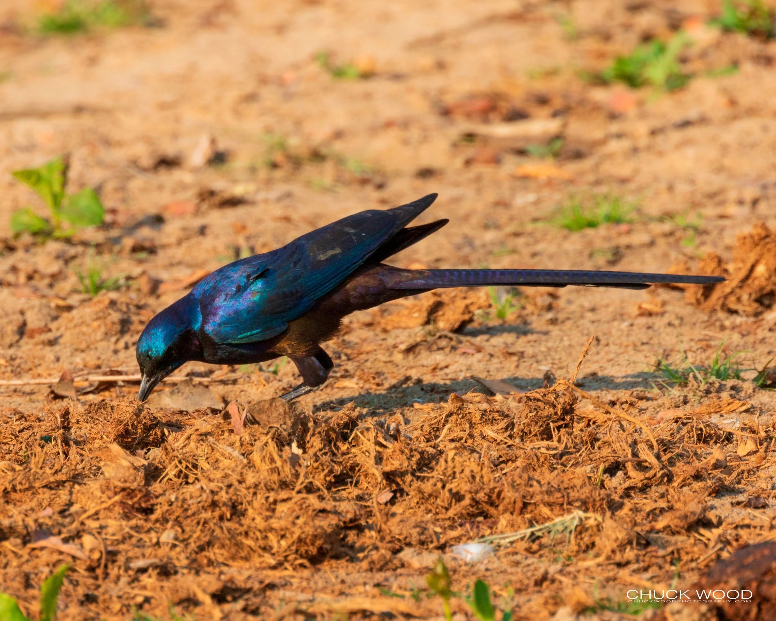   Mana Pools, Zimbabwe 2019 