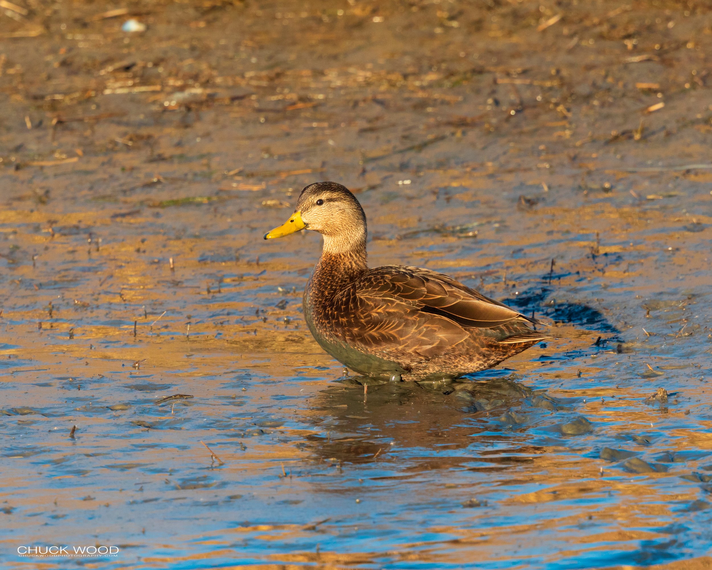  Forsythe NWR, NJ 2020 