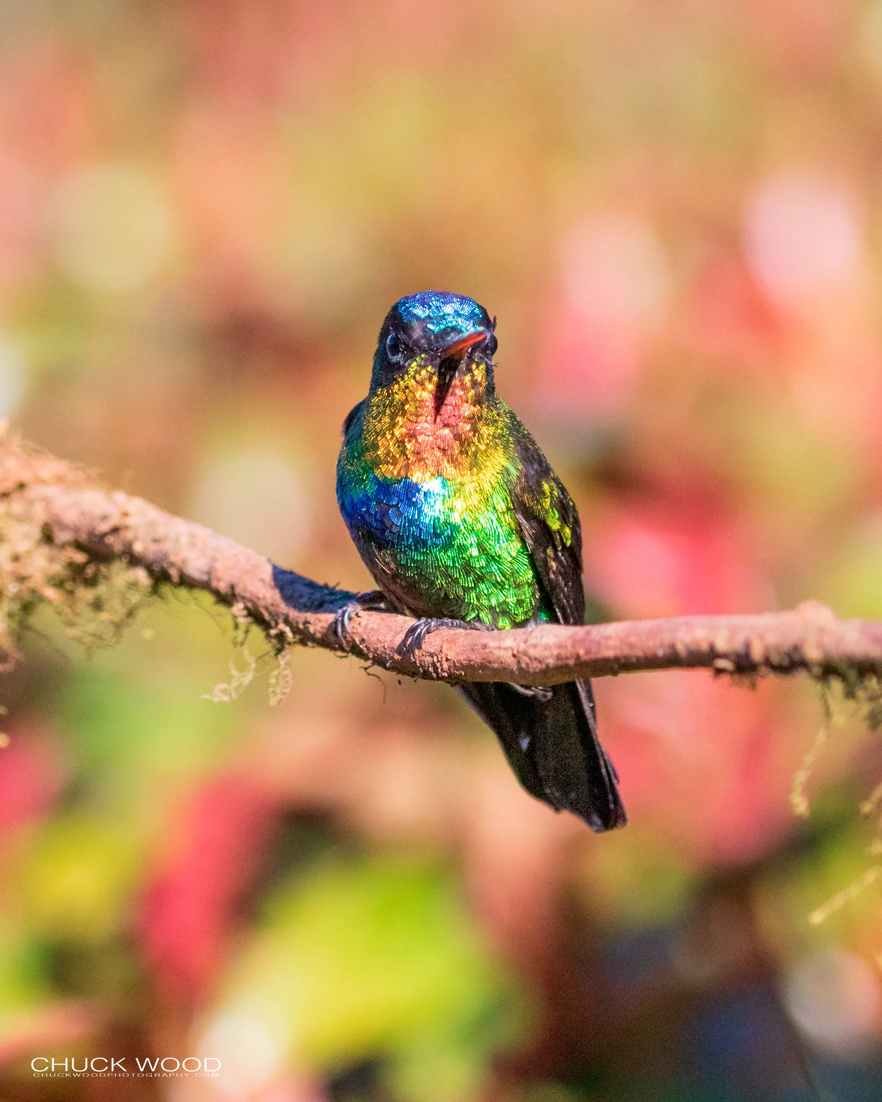  Bosque Del Tolomunco, Costa Rica 2020 