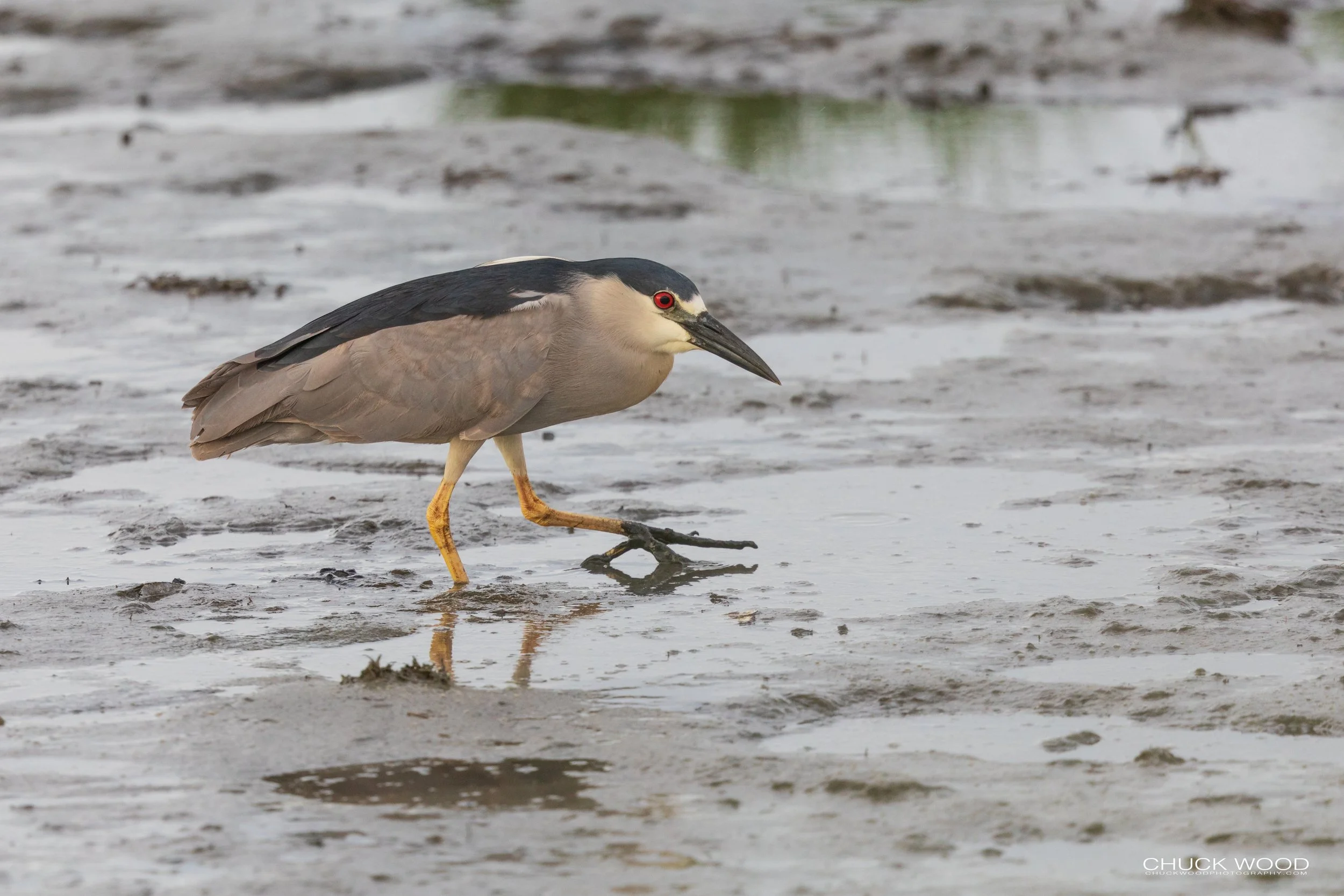  Forsythe NWR, NJ 2020 