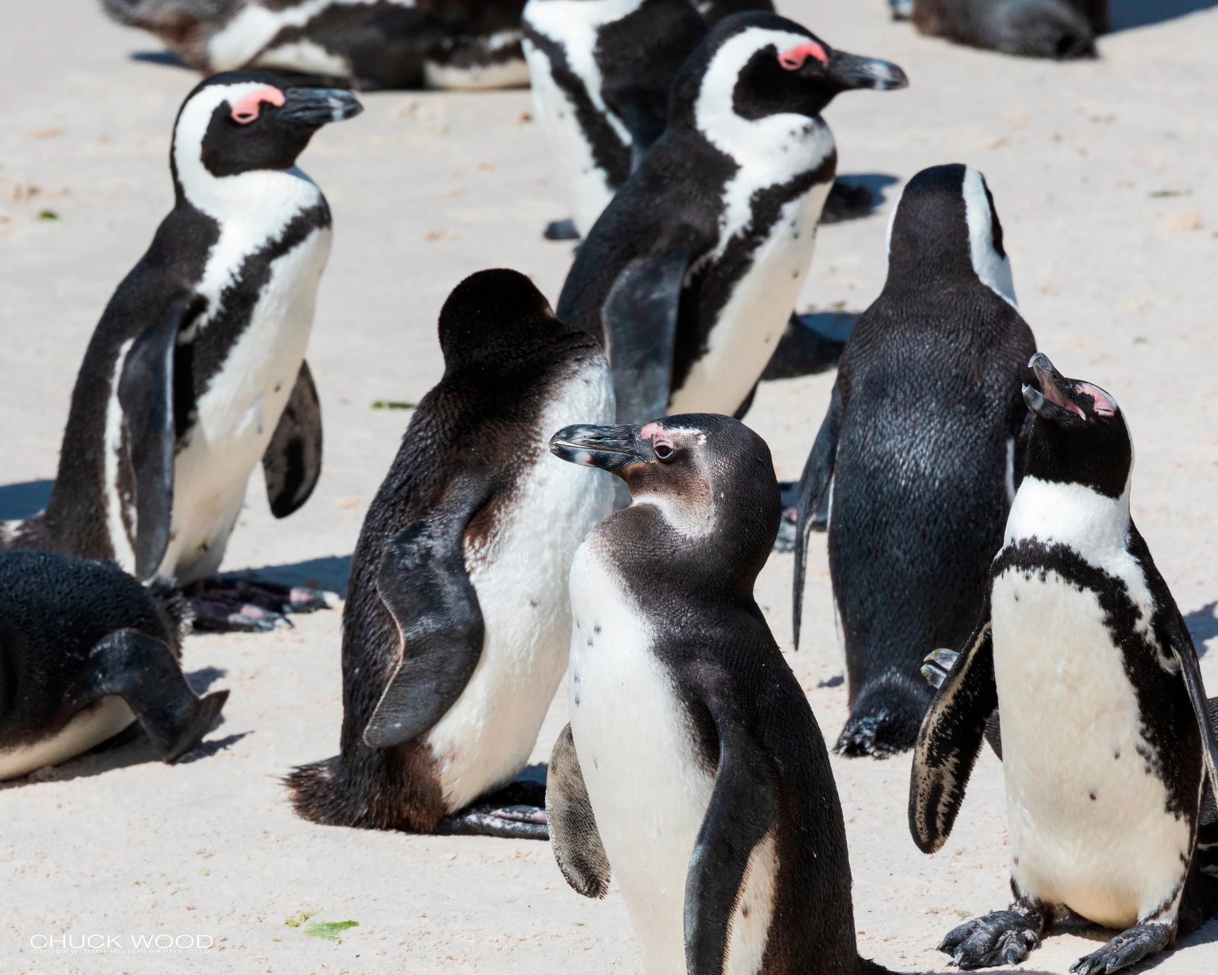  Boulders Beach, Cape Town 2019 