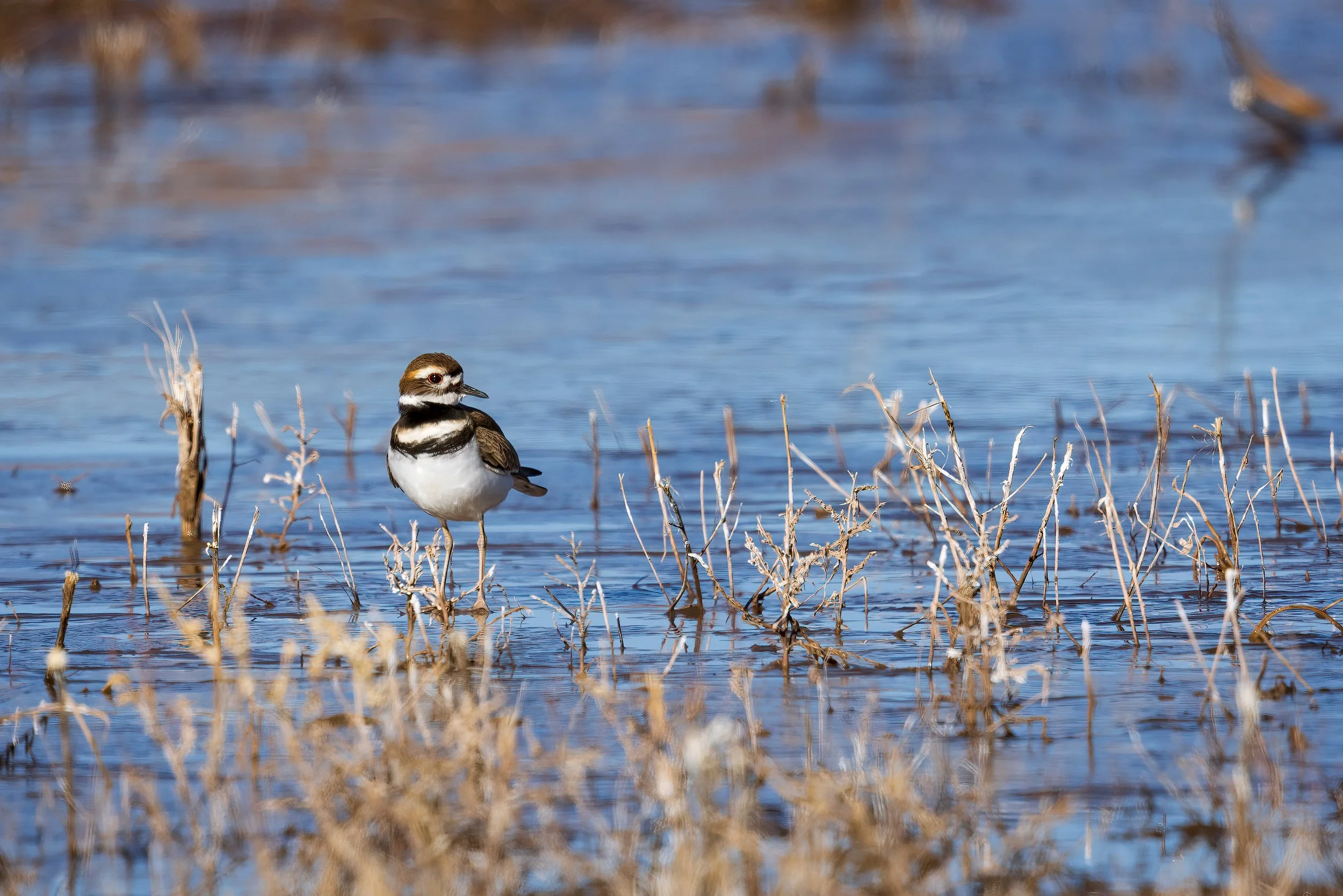  Bosque del Apache, NM 2022 