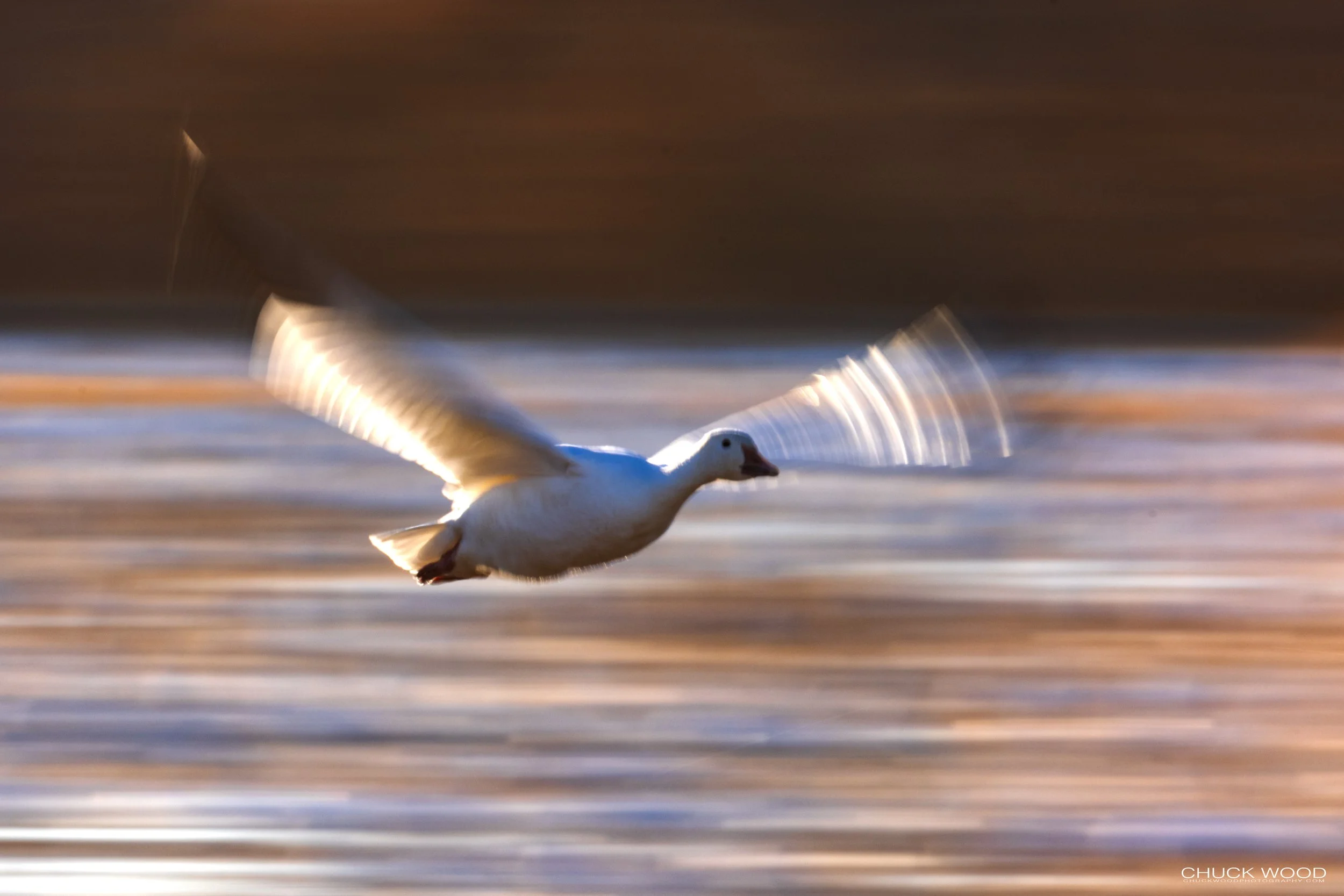  Bosque del Apache, NM 2021 