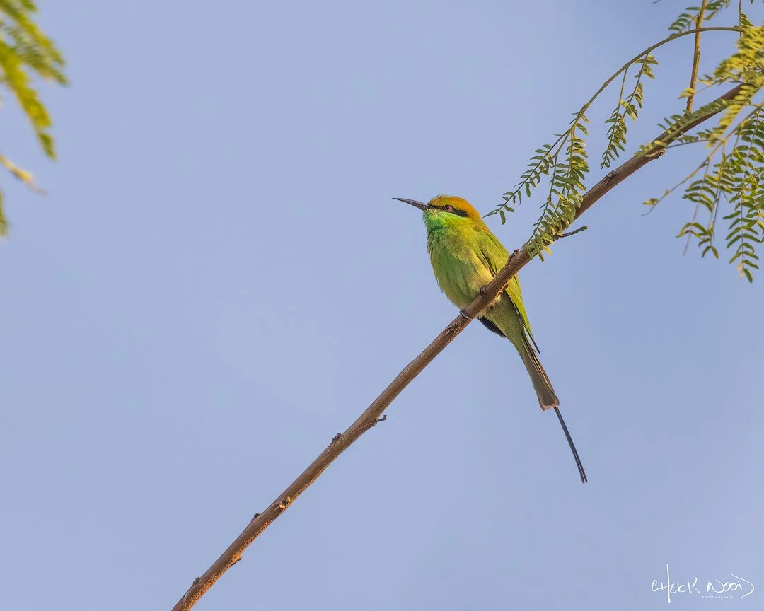  Okhla Bird Sanctuary, India 2025 