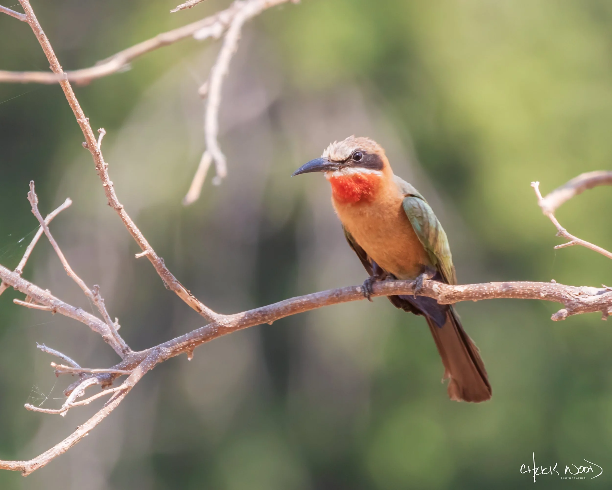  Mana Pools, Zimbabwe 2019 