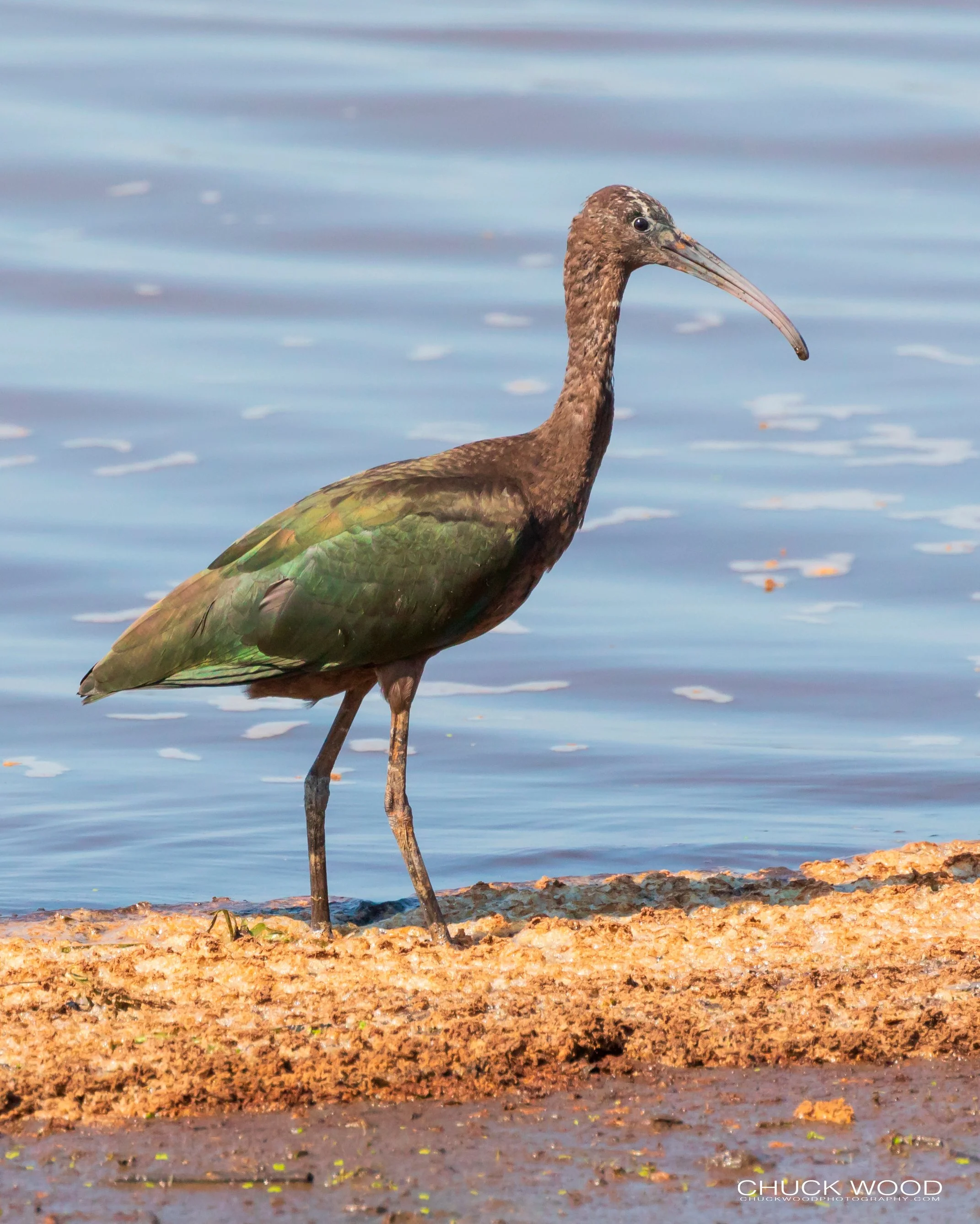  Forsythe NWR, NJ 2019 