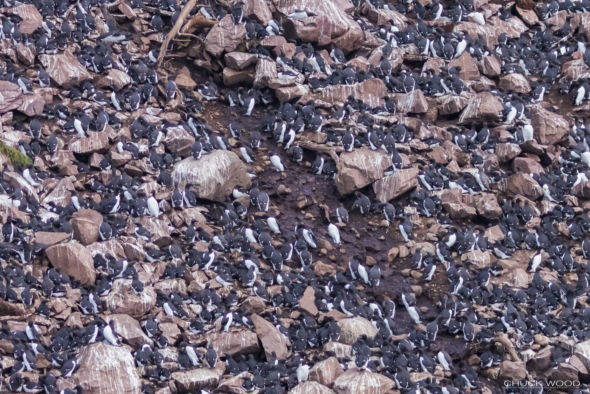   Williston NWR, NL 2022 