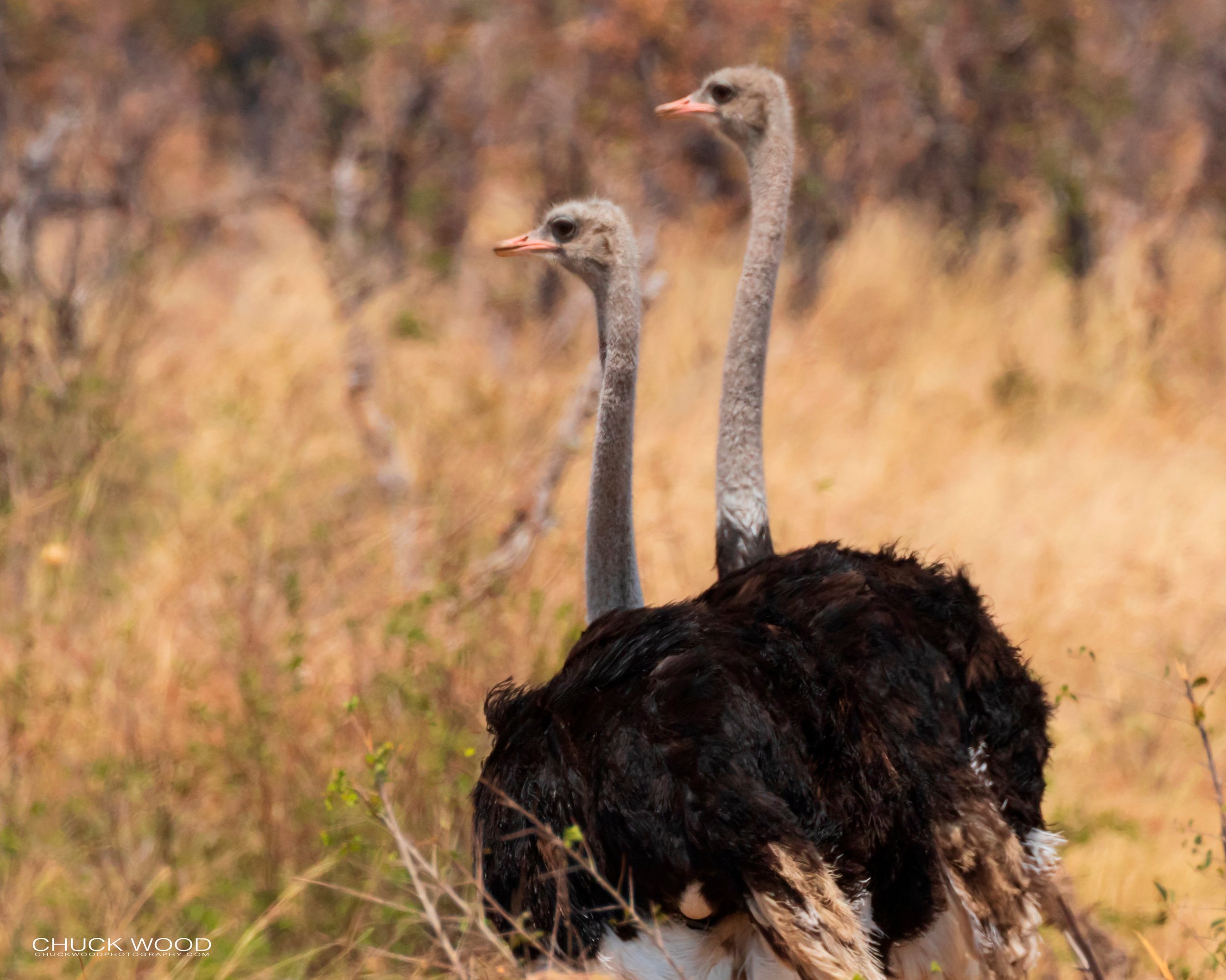  Hwange, Zimbabwe 2019 