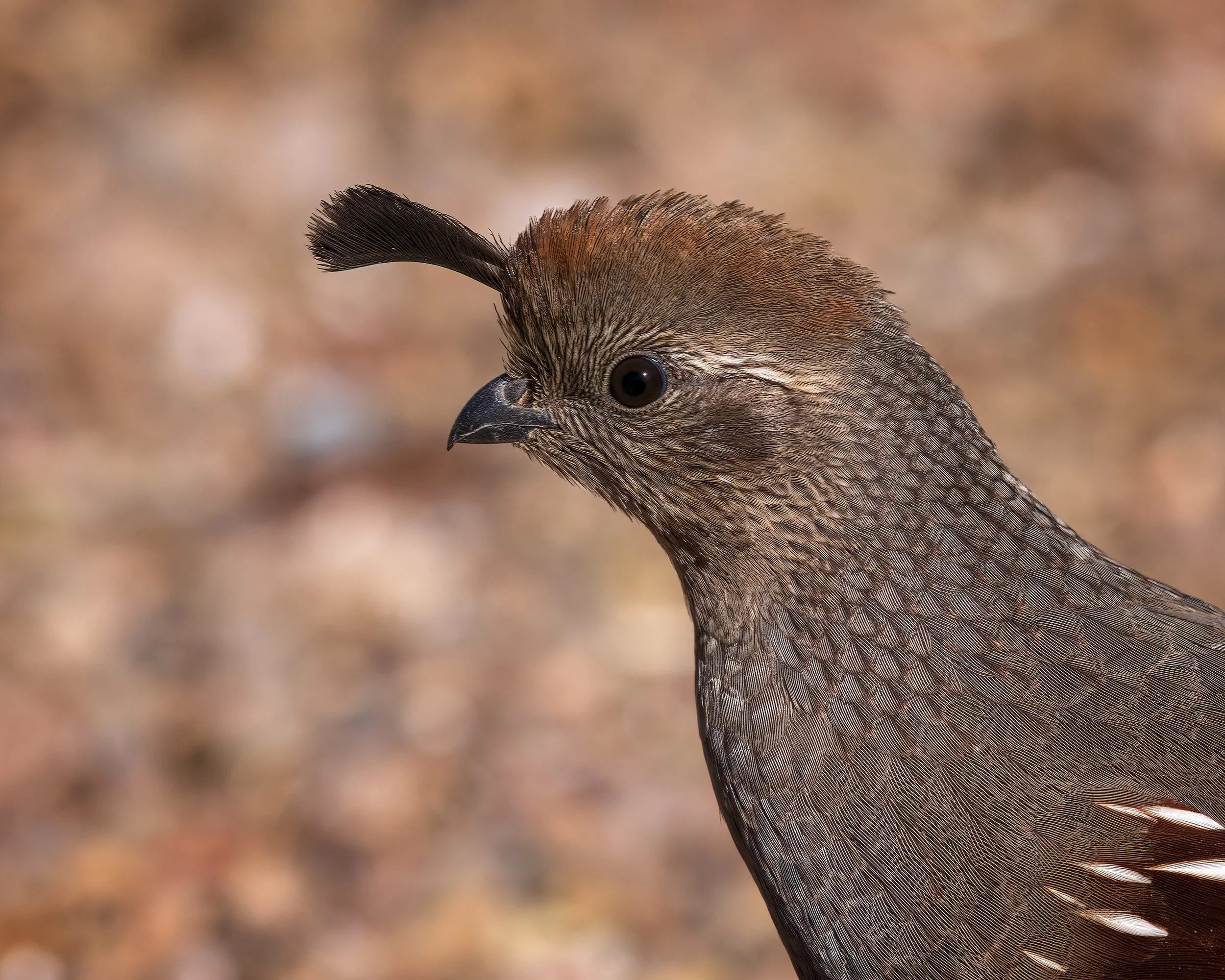  Bosque del Apache, NM 2023 
