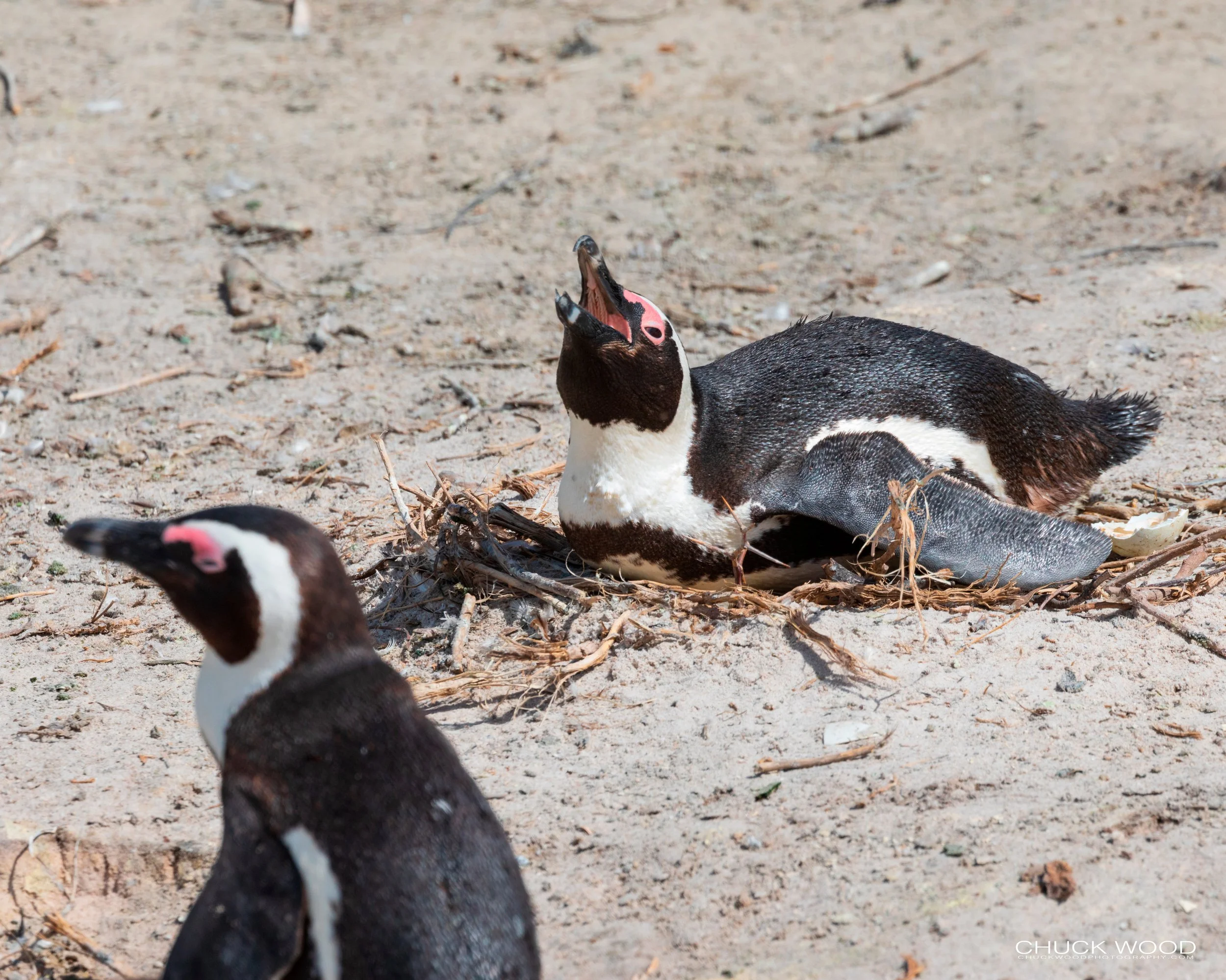  Boulders Beach, Cape Town 2019 