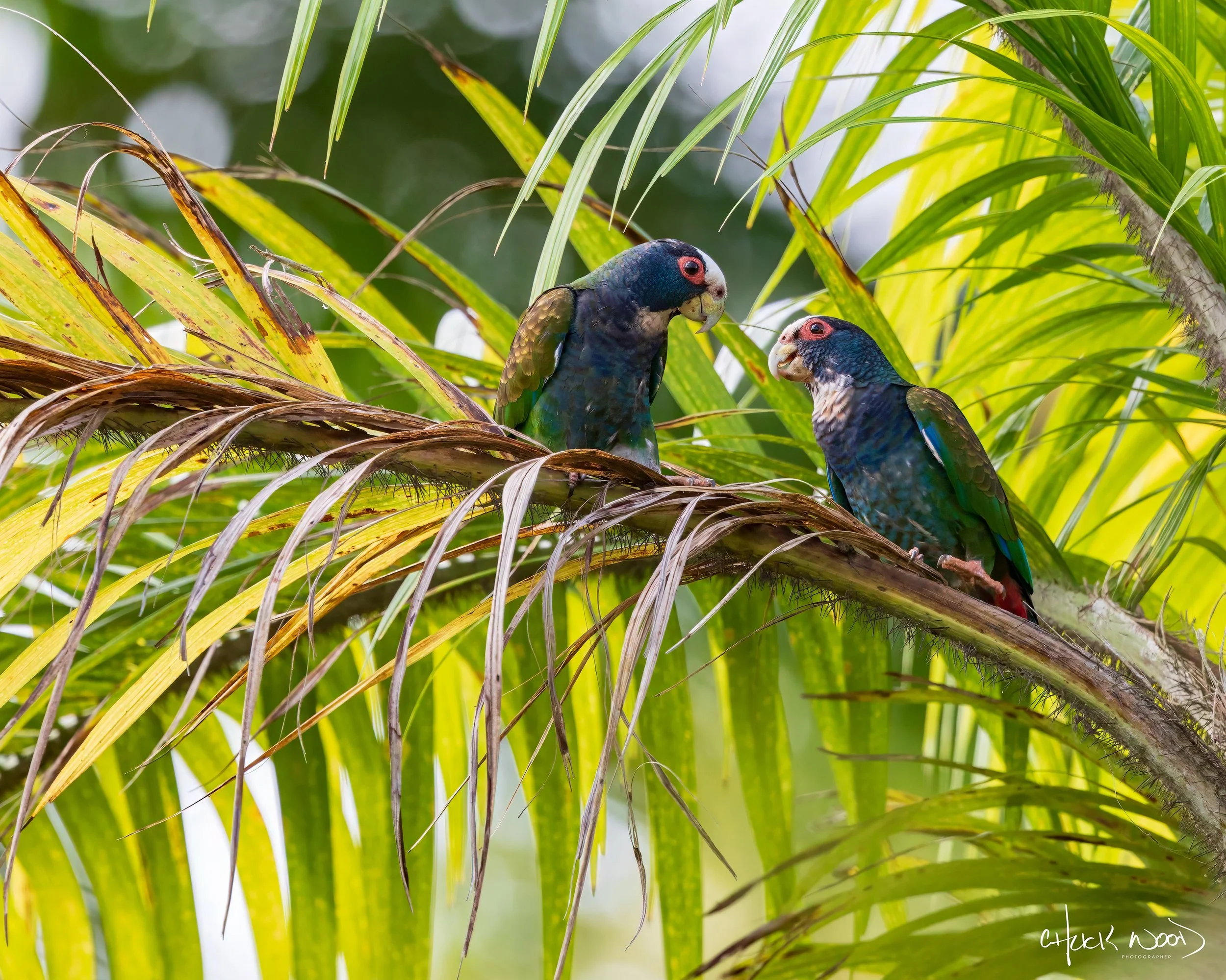  CATIE, Costa Rica 2020 