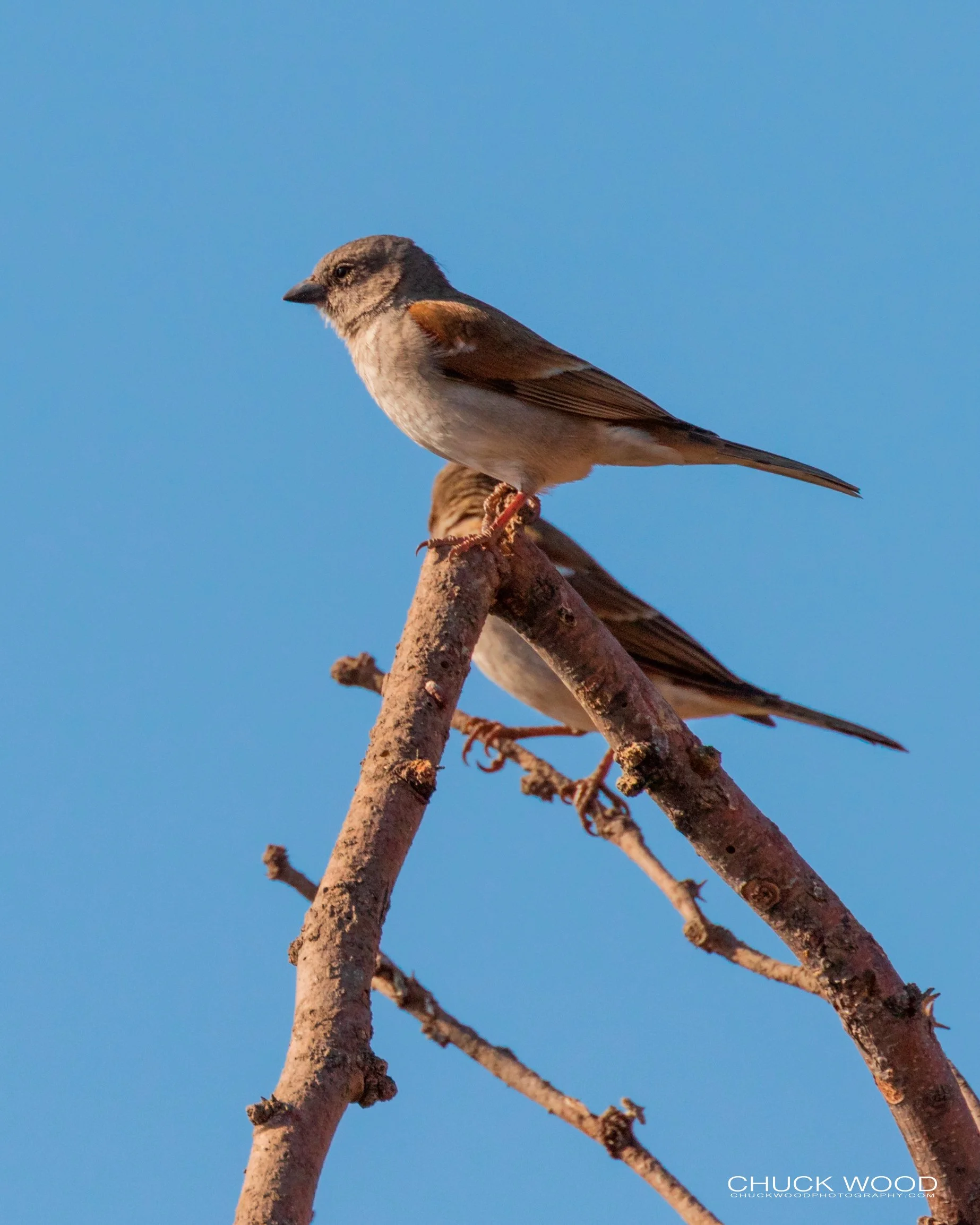   Hwange, Zimbabwe 2019 