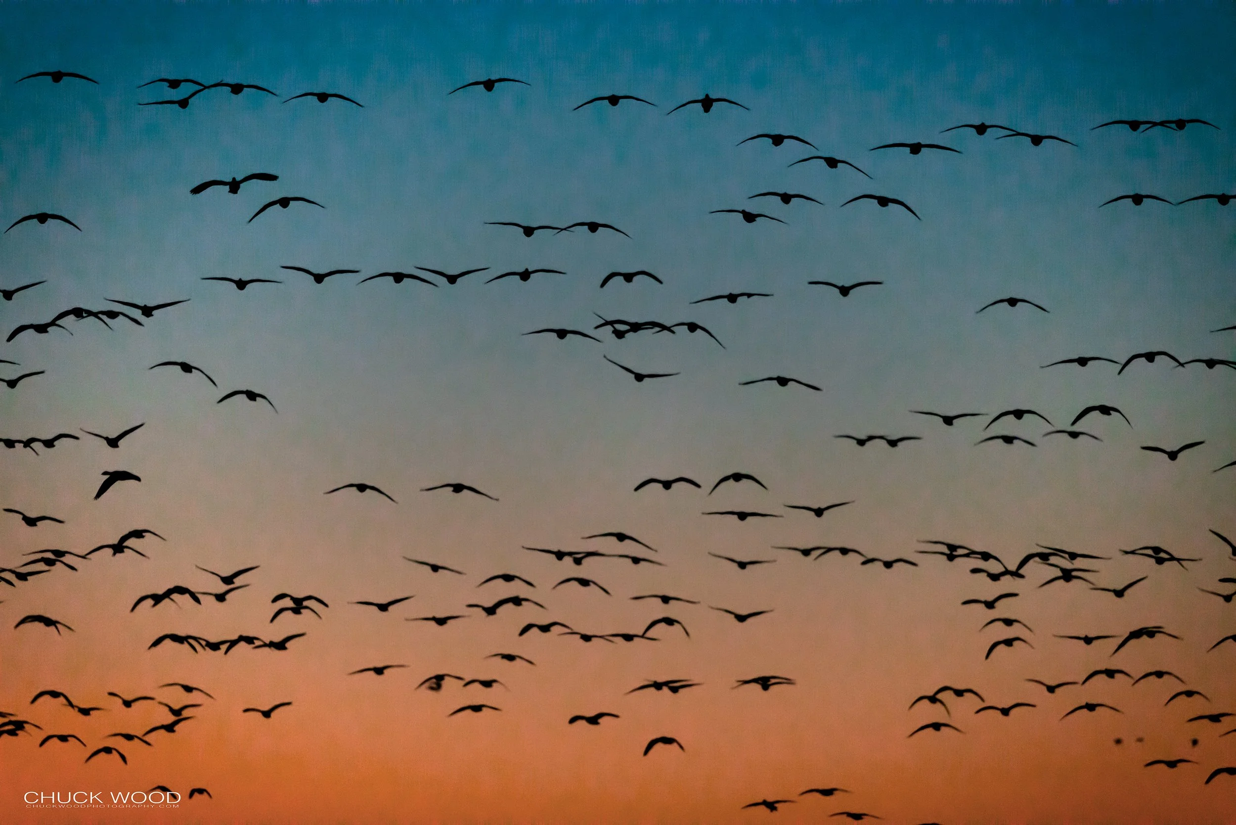  Bosque del Apache, NM 2021 