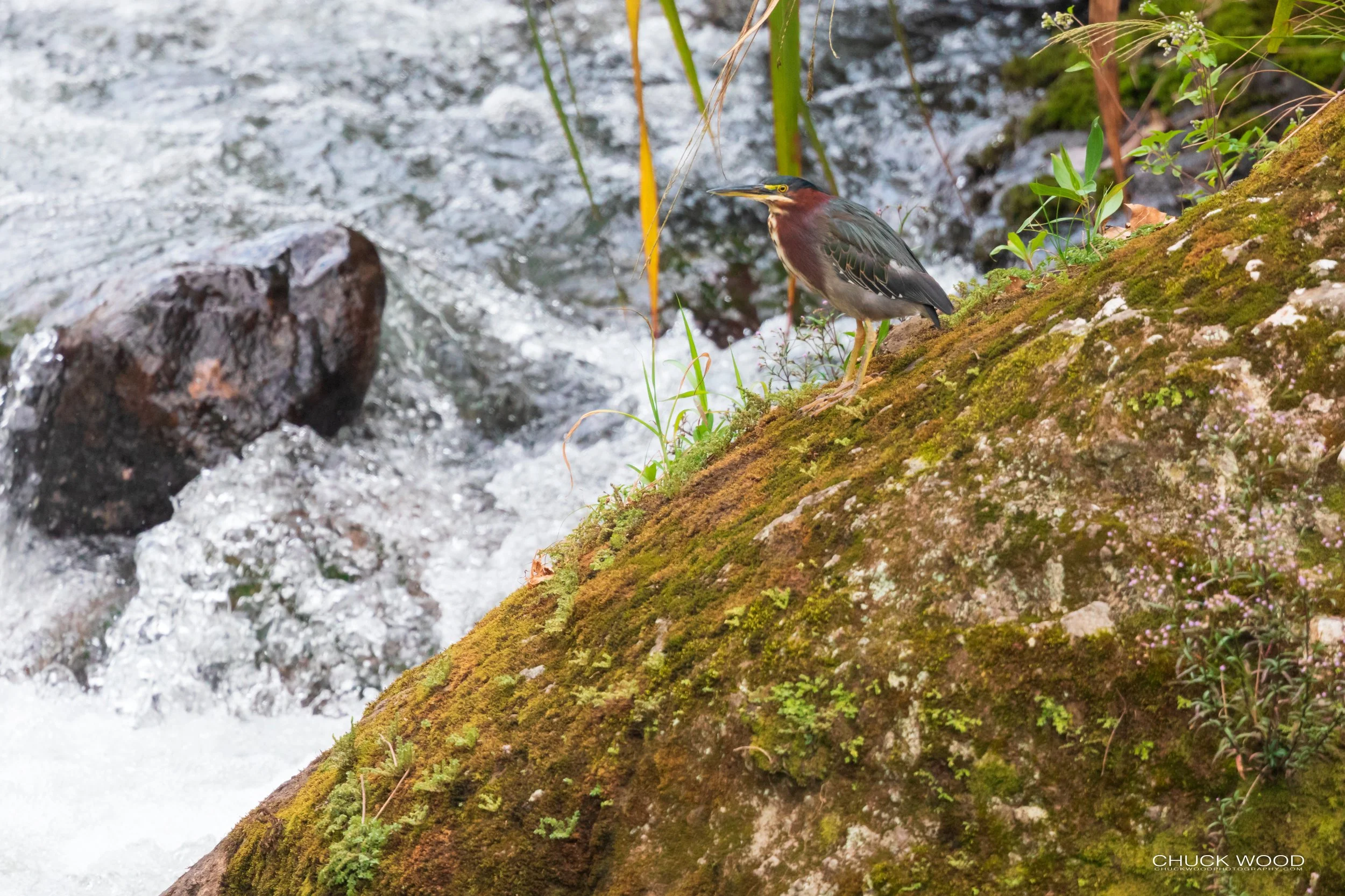  Tuis River Valley, Costa Rica 2020 