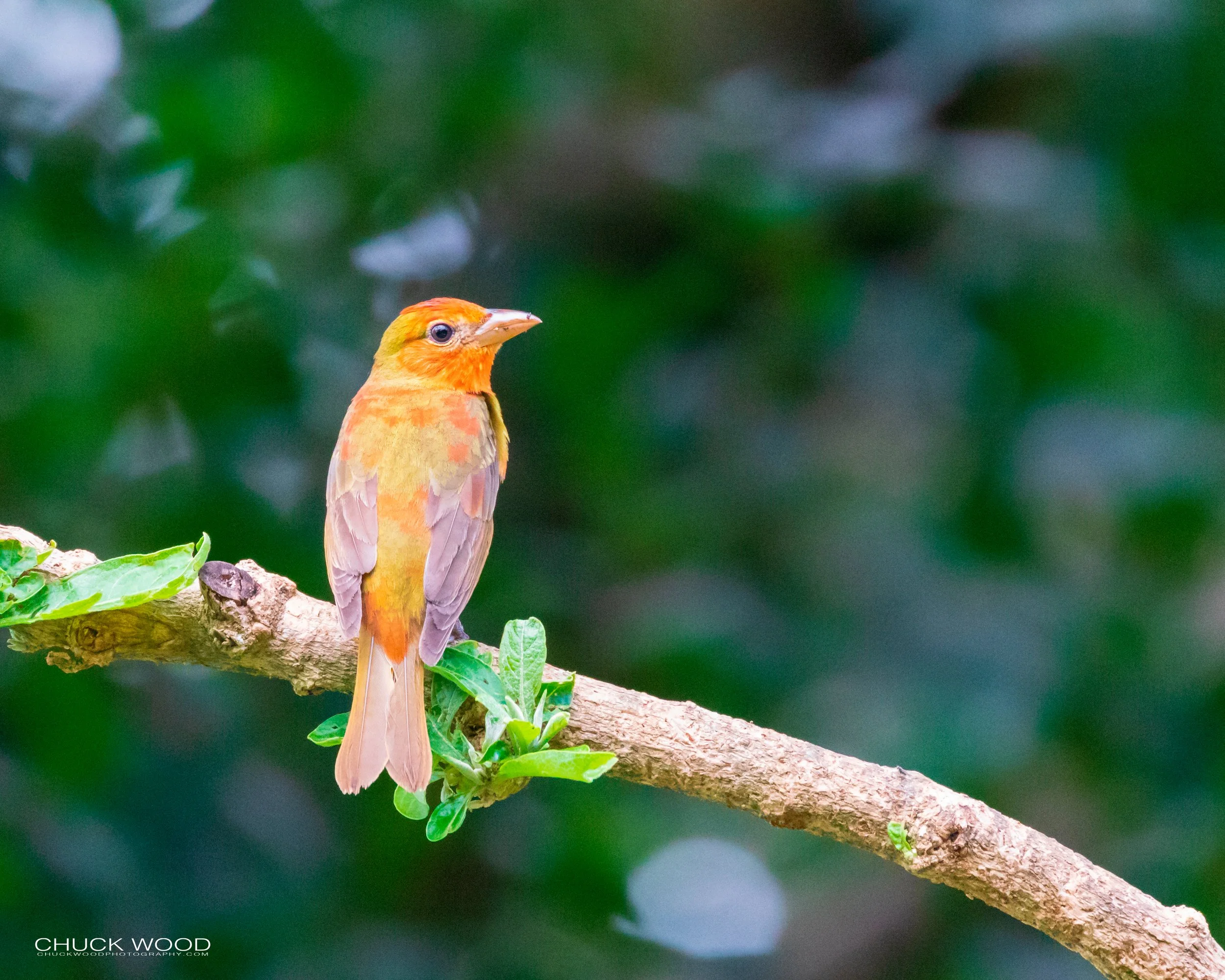  Rancho Naturalista, Costa Rica 2020 