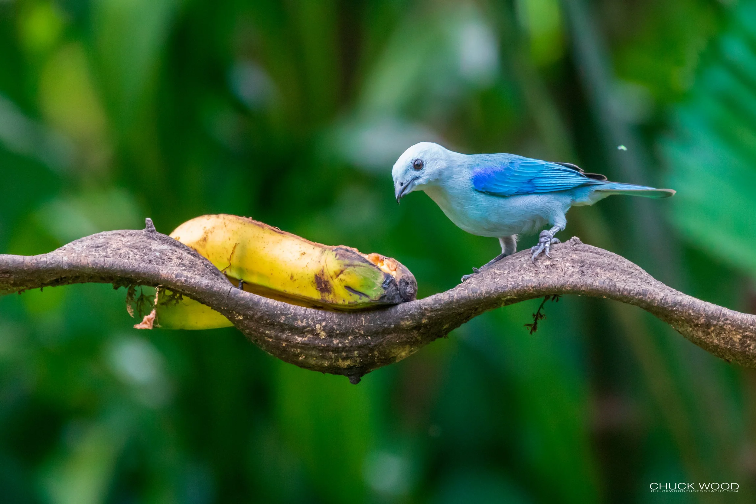  Rancho Naturalista, Costa Rica 2020 