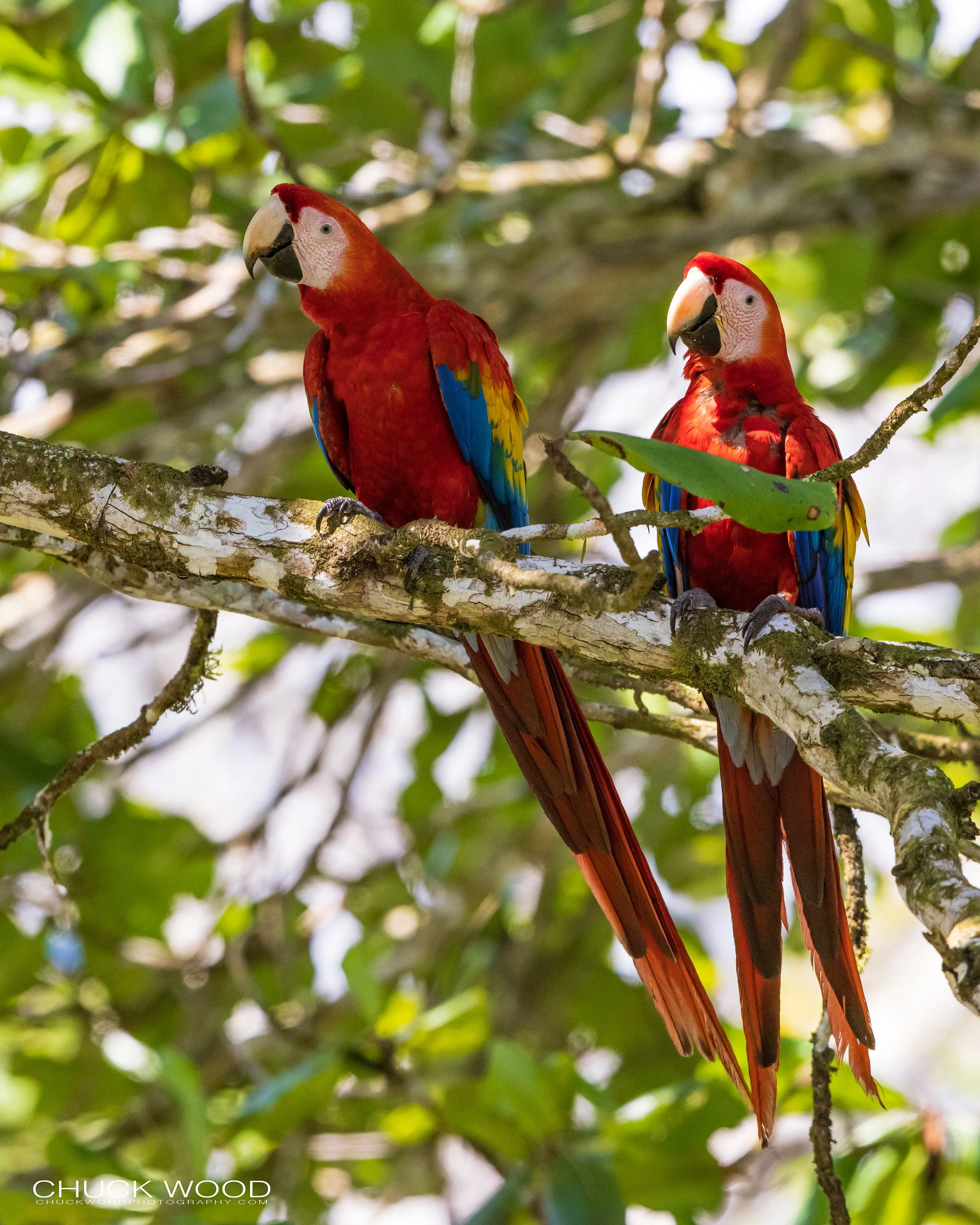  Osa Peninsula, Costa Rica 2022 