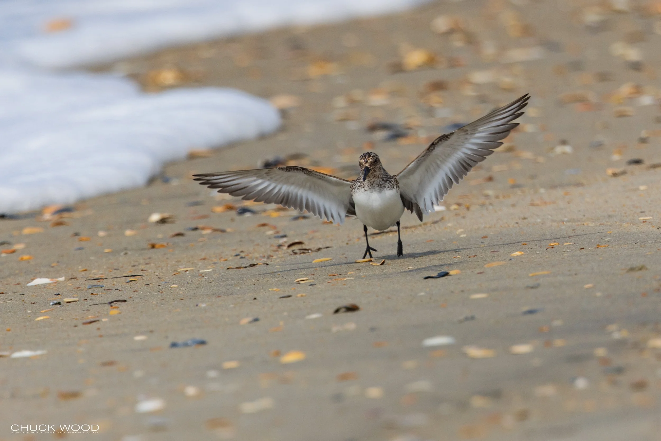  Cape Hatteras, NC 2022 