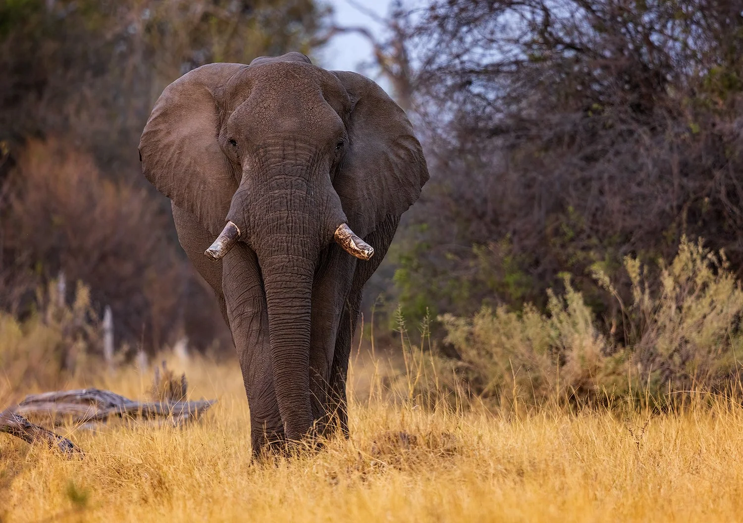 CW00083-Elephant-Khwai-Botswana-2023-1500.jpg