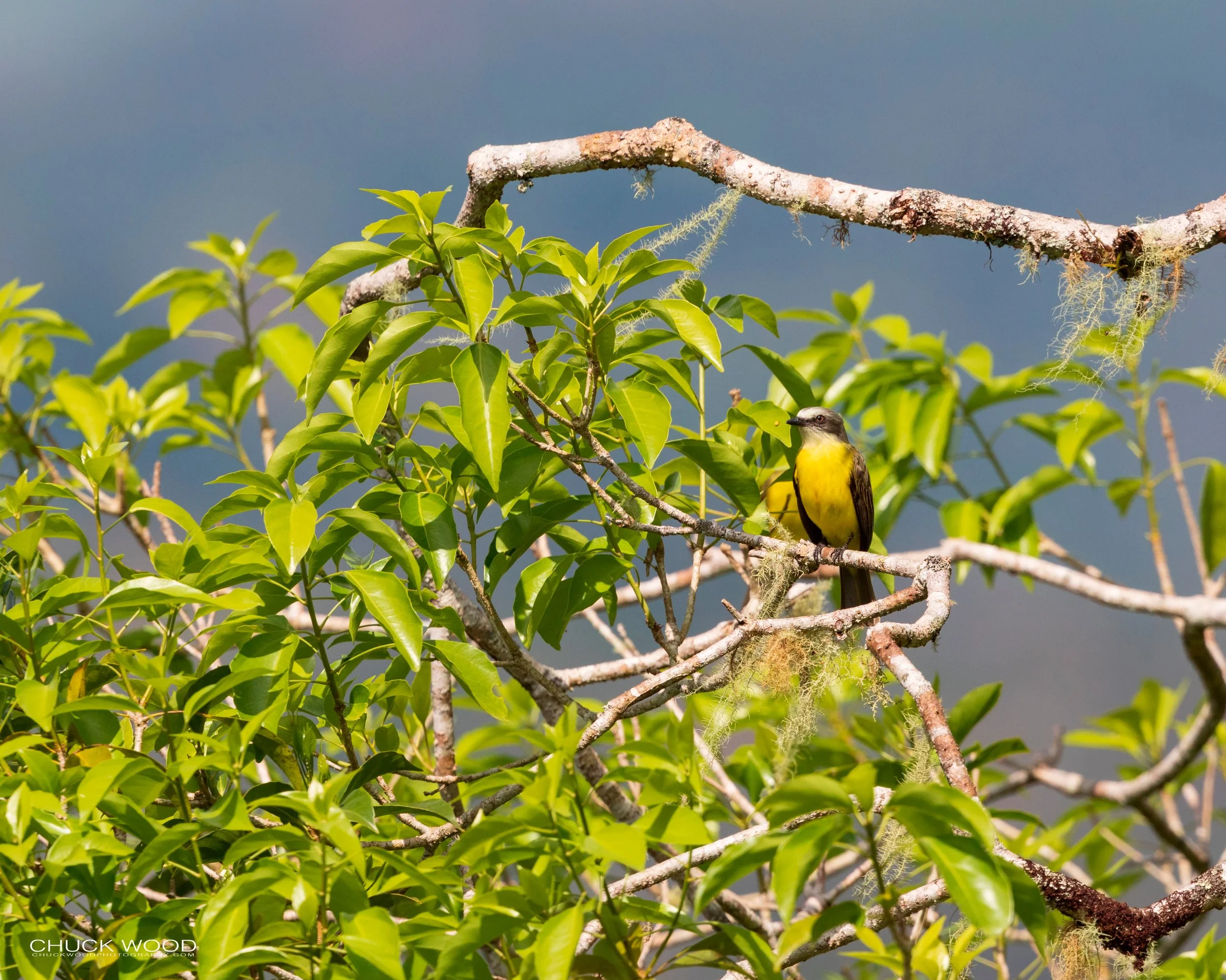  Rancho Naturalista, Costa Rica 2020 I/ 