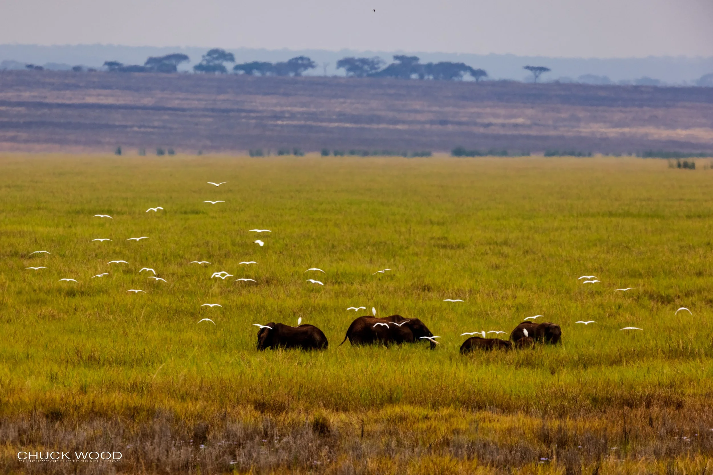  Tarangire, Tanzania 2021 