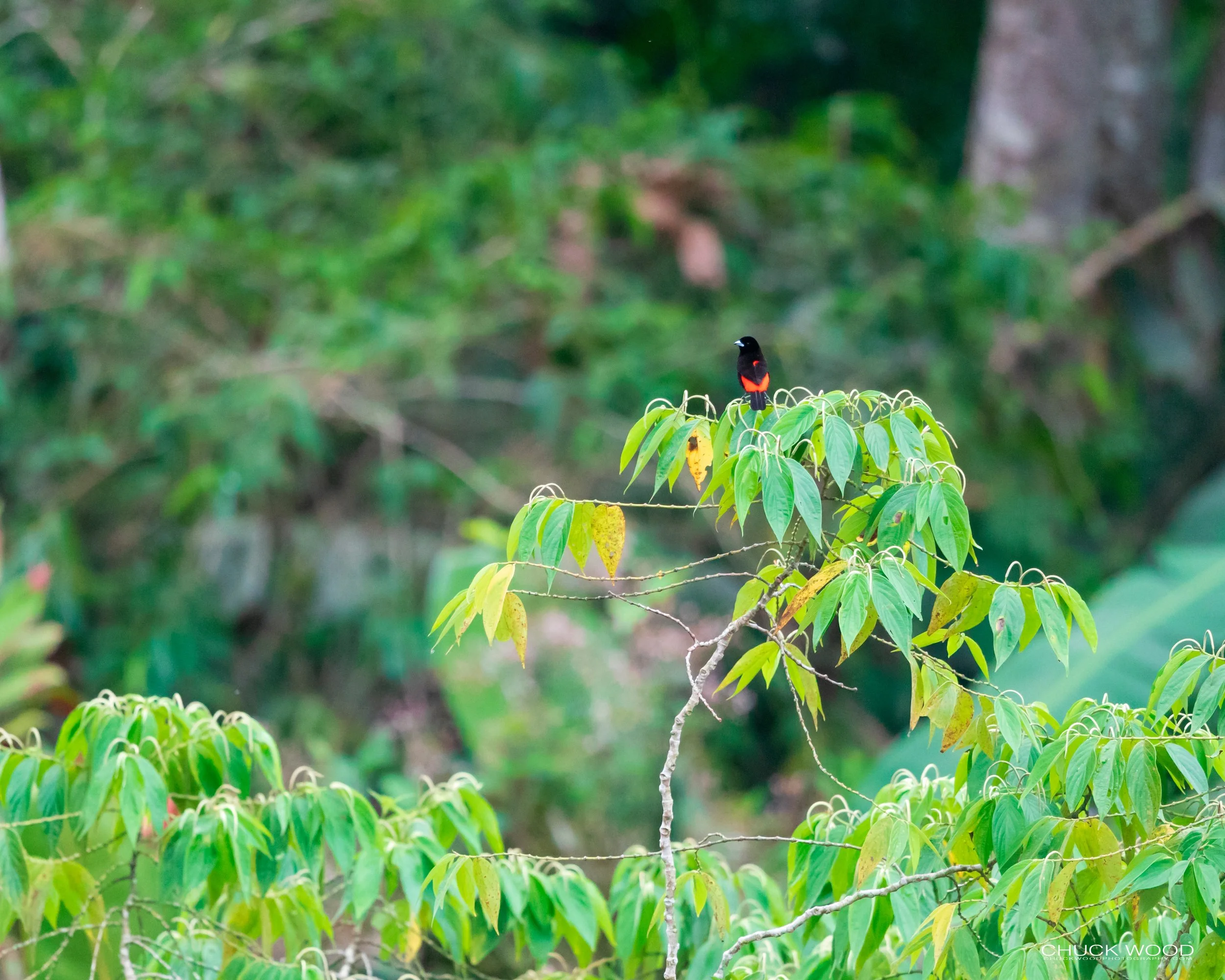  Rancho Naturalista, Costa Rica 2020 