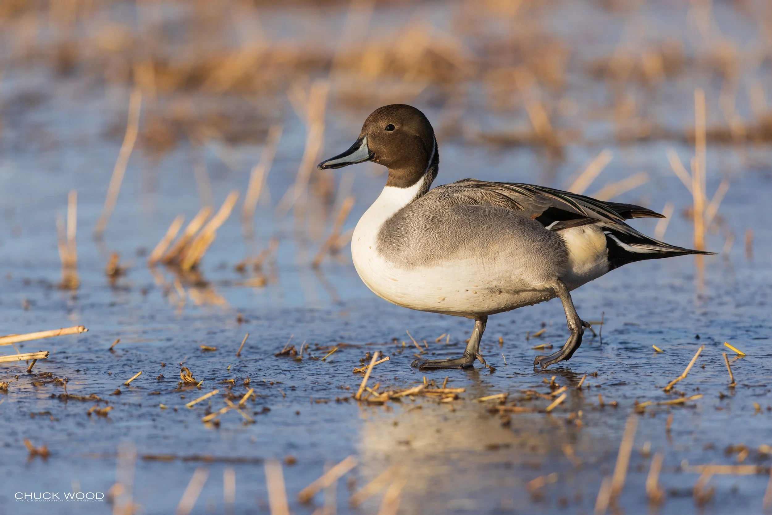  Bosque del Apache, NM 2021 