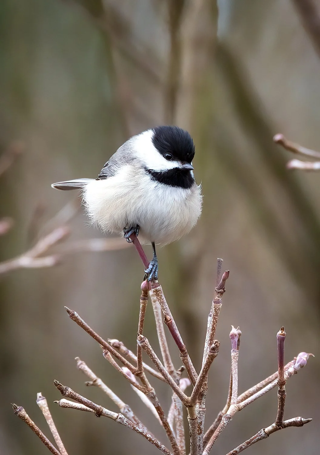 Carolina-Chickadee-20230310-138-Continental-02-card-1500.jpg