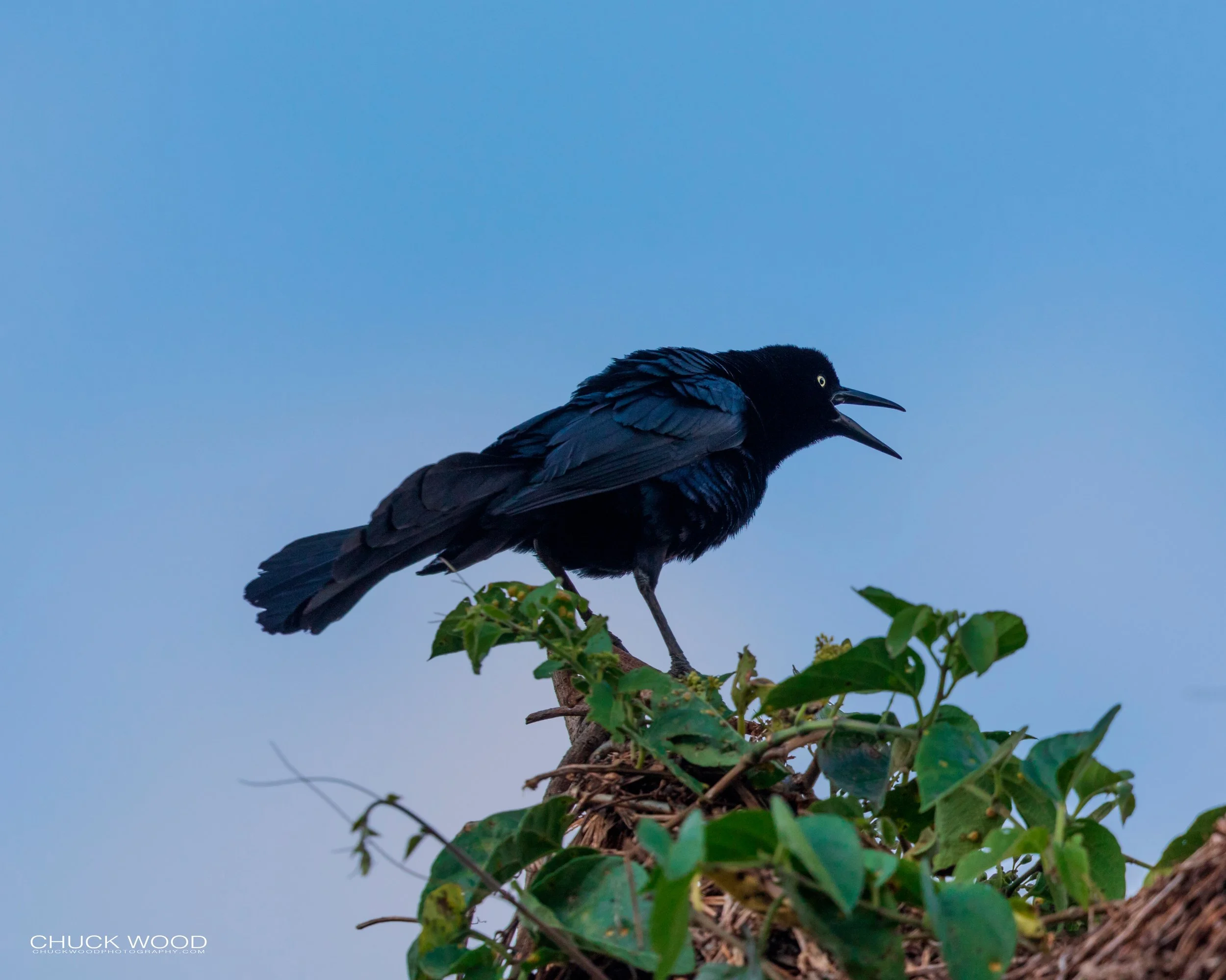  Tuis River Valley, Costa Rica 2020 