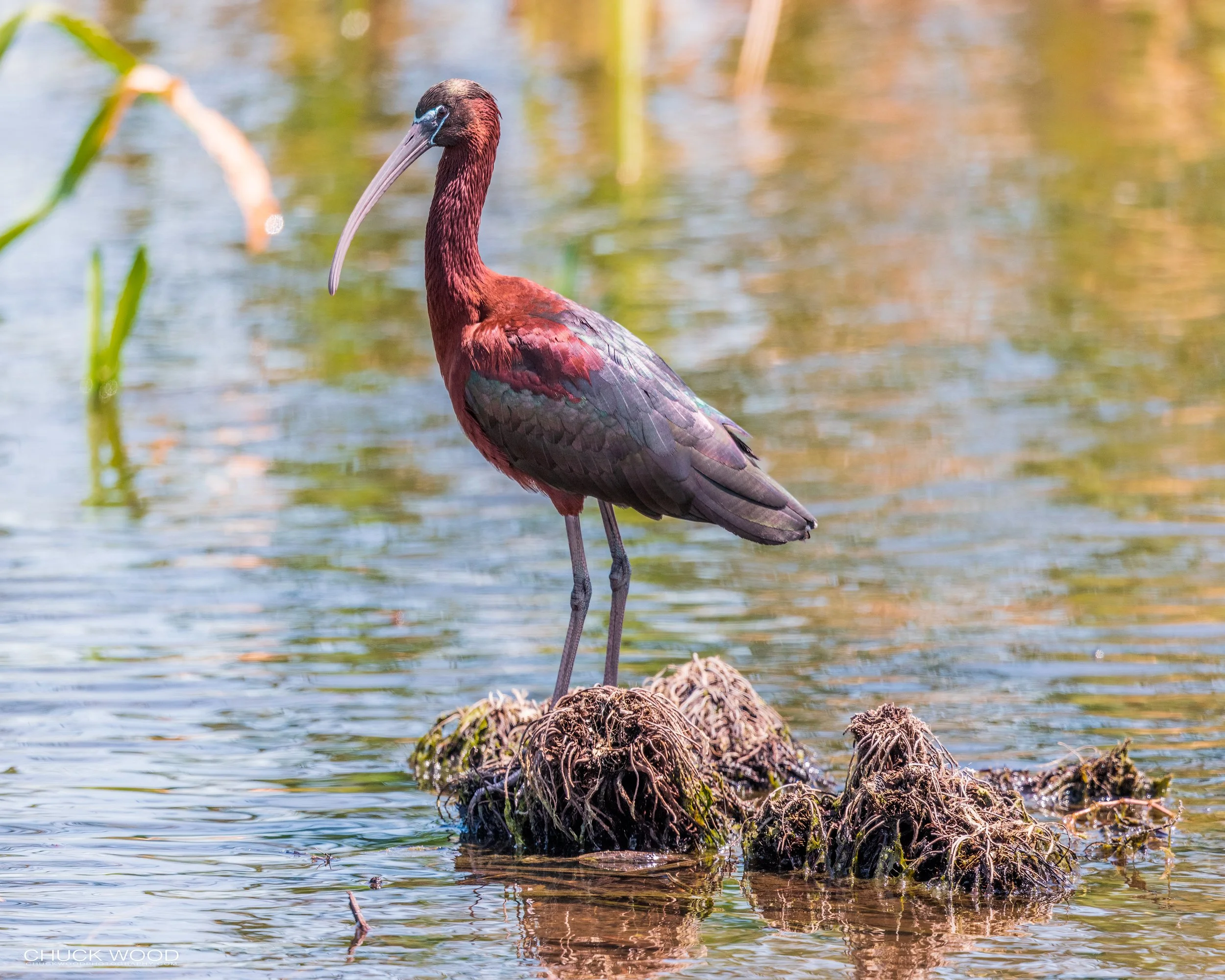  Viera Wetlands, FL 2021 
