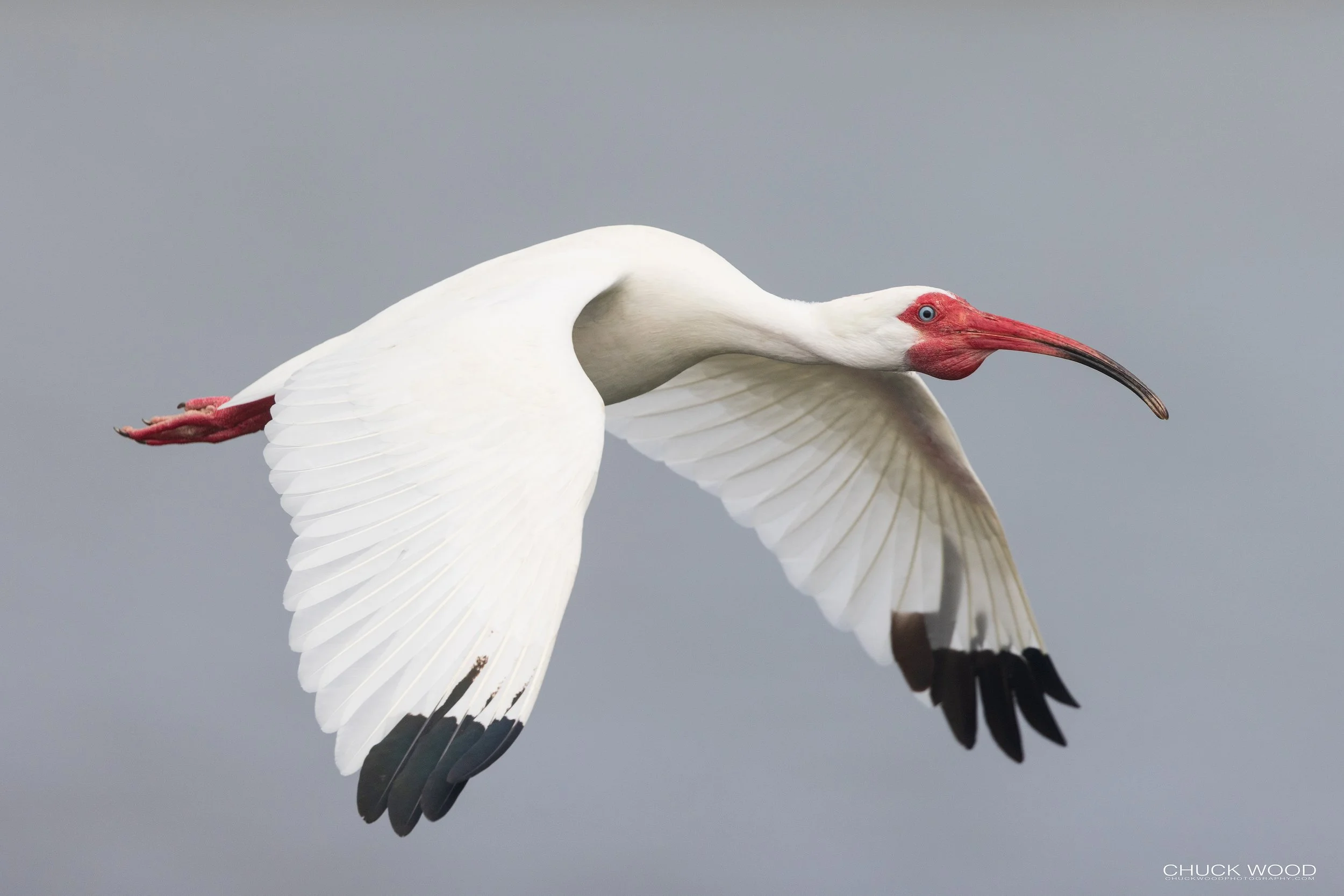  Viera Wetlands, FL 2022 