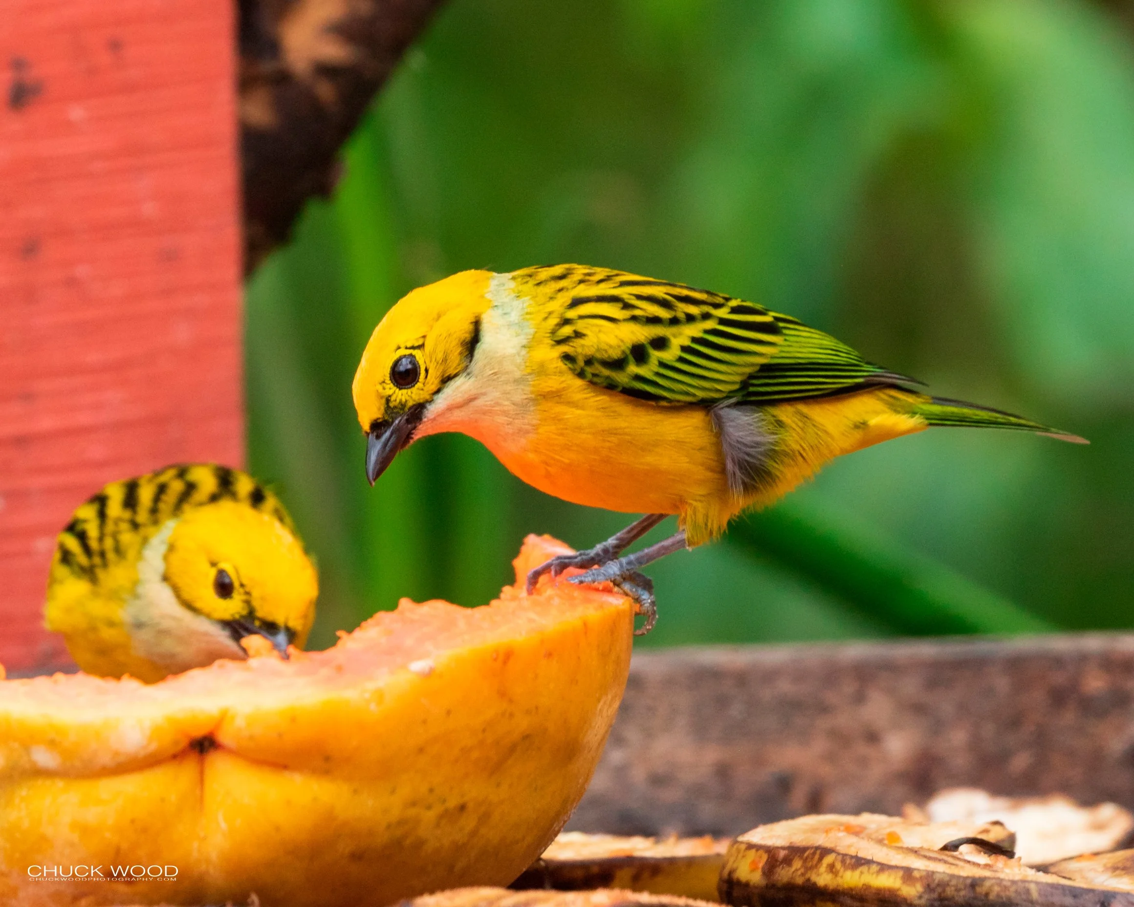  Bosque Del Tolomunco, Costa Rica 2020 