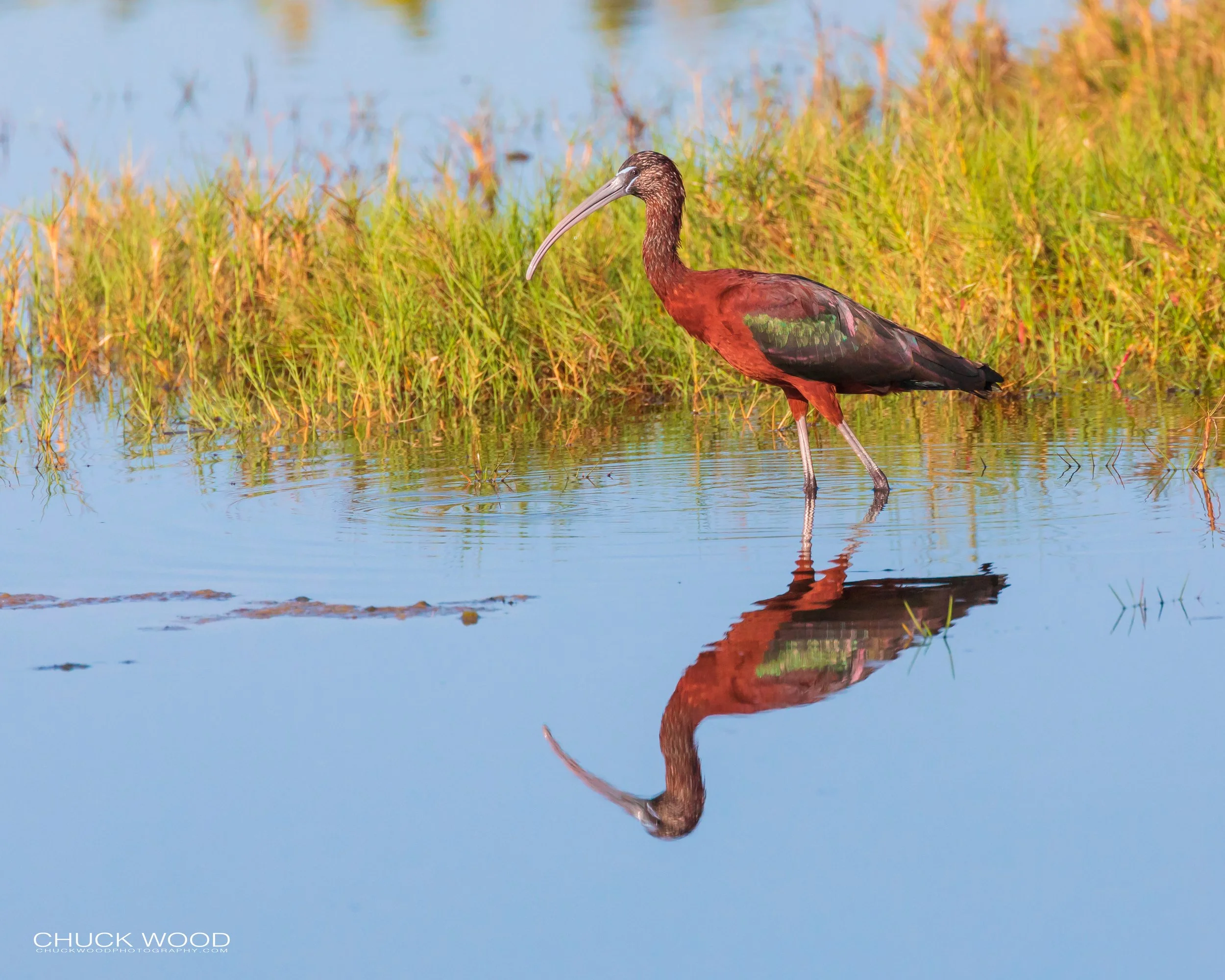  Merritt Island, FL 2019 