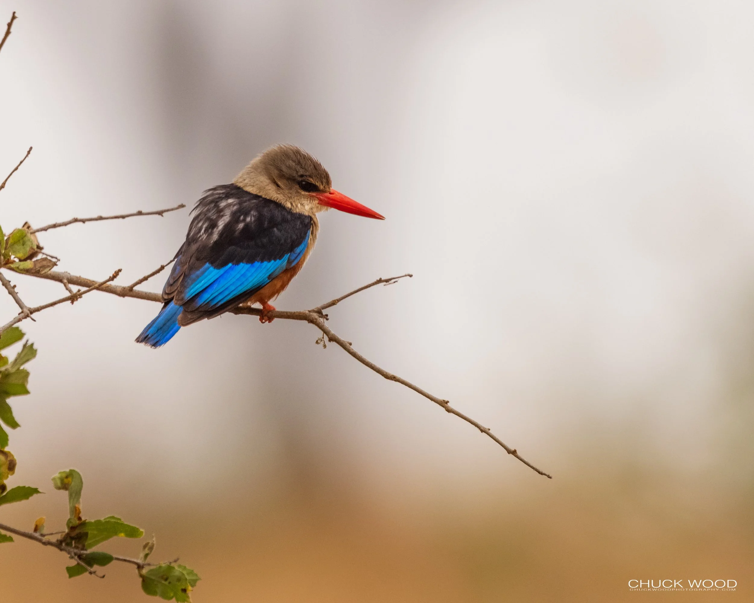  Tarangire, Tanzania 2021 