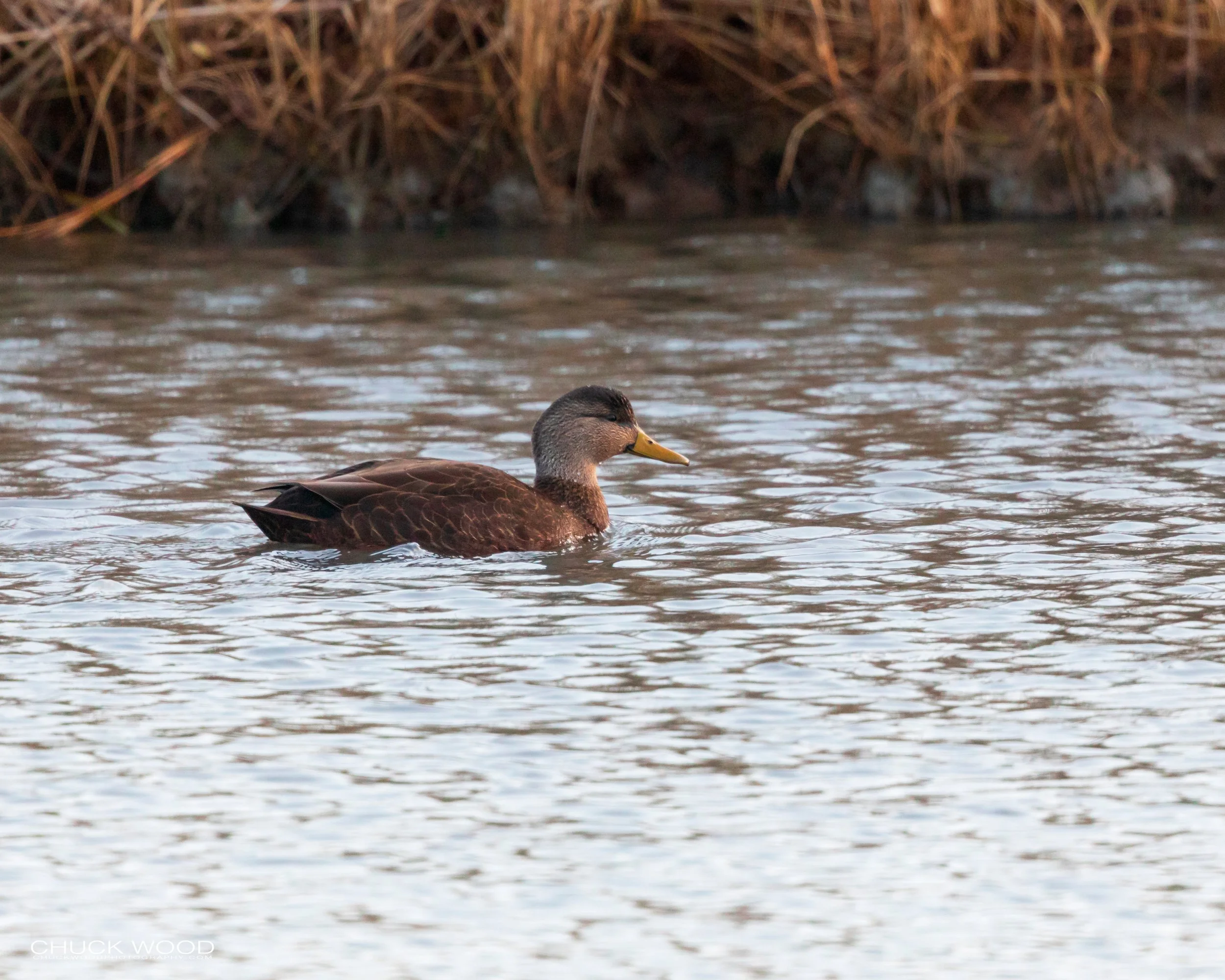  Forsythe NWR, NJ 2019 
