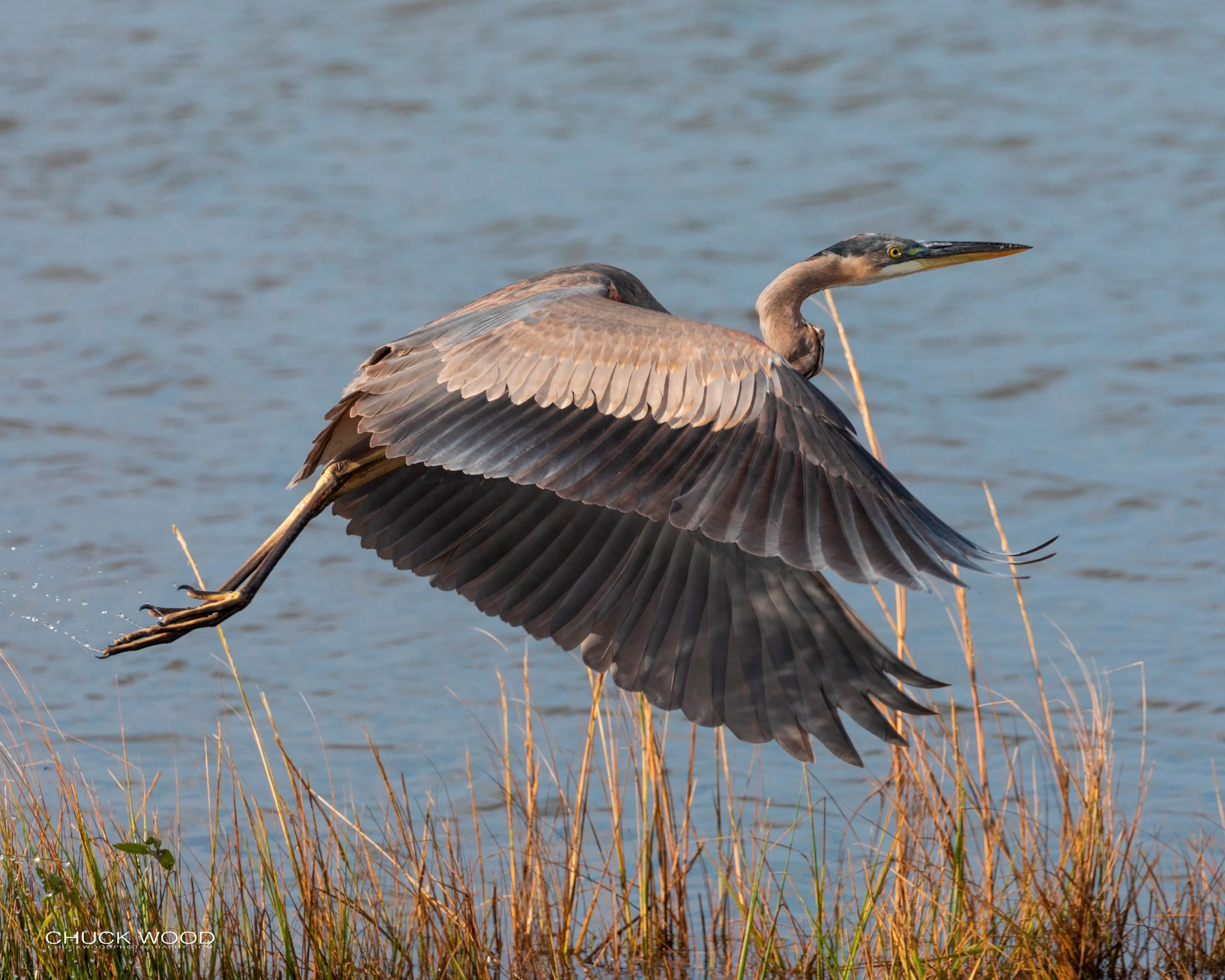  Forsythe NWR, FL 2019 