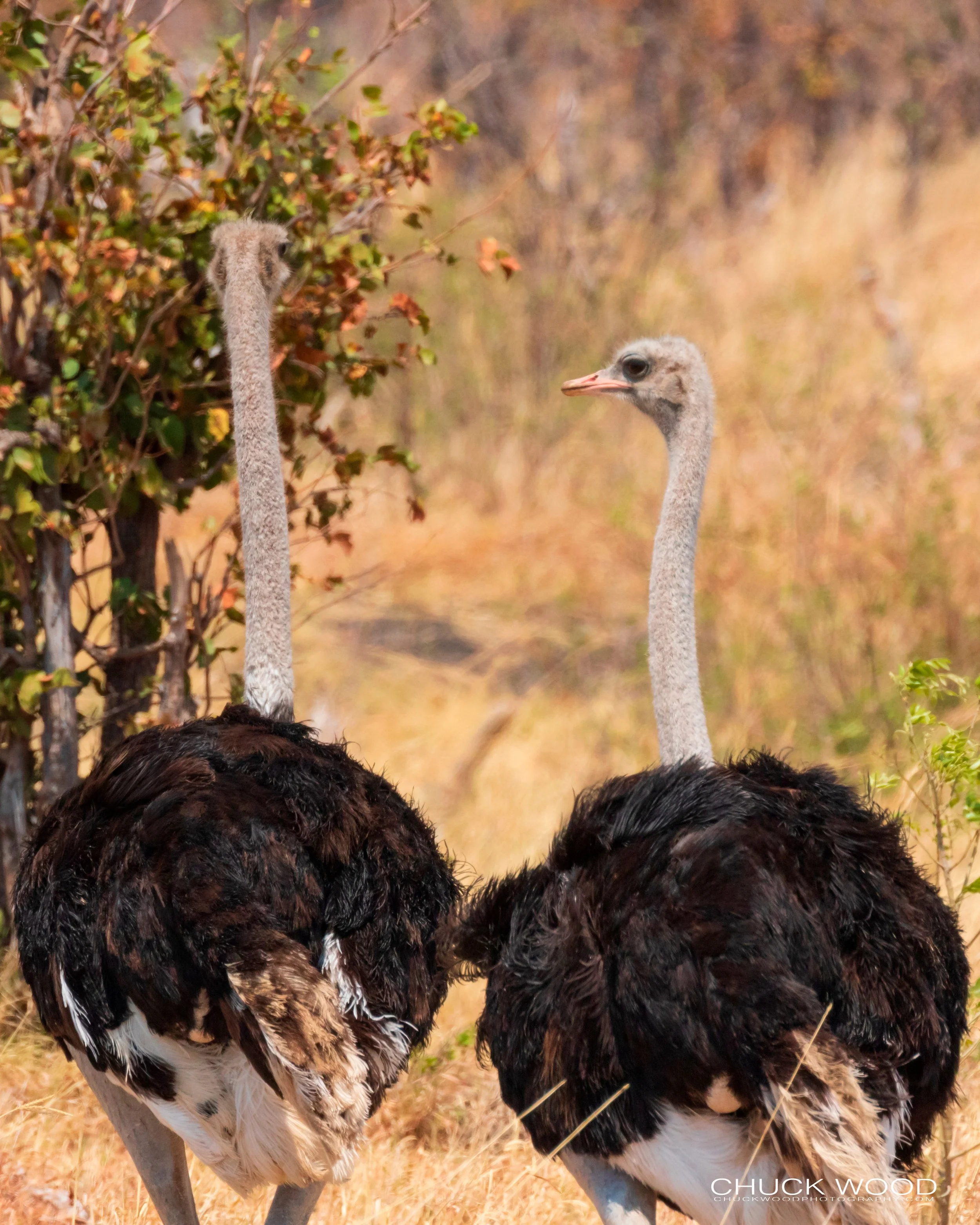  Hwange, Zimbabwe 2019 