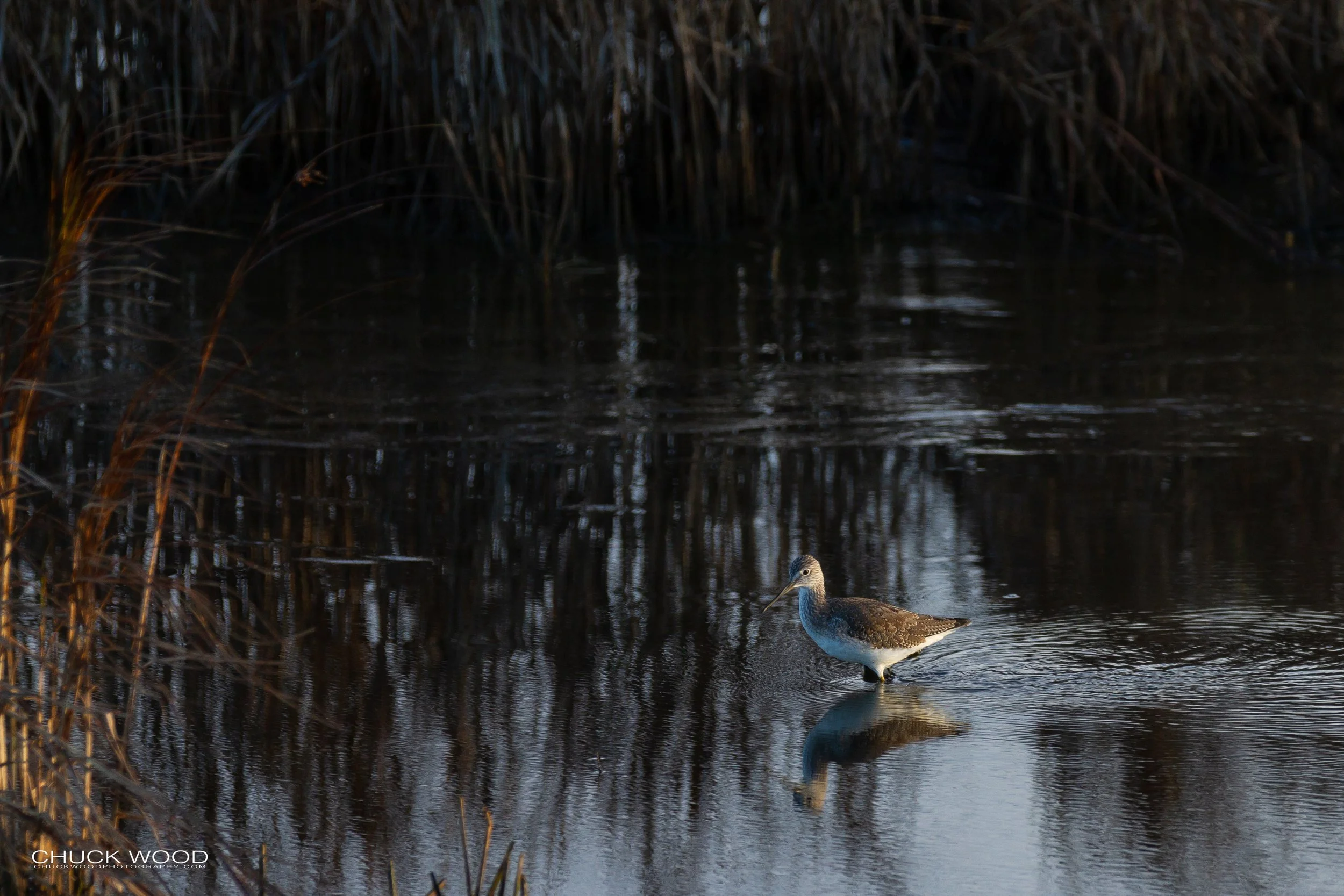  Forsythe NWR, NJ 2018 