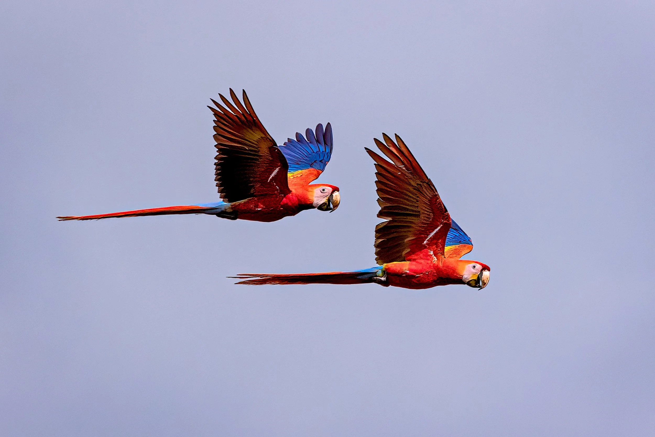  Tarcoles River, Costa Rica 2023 