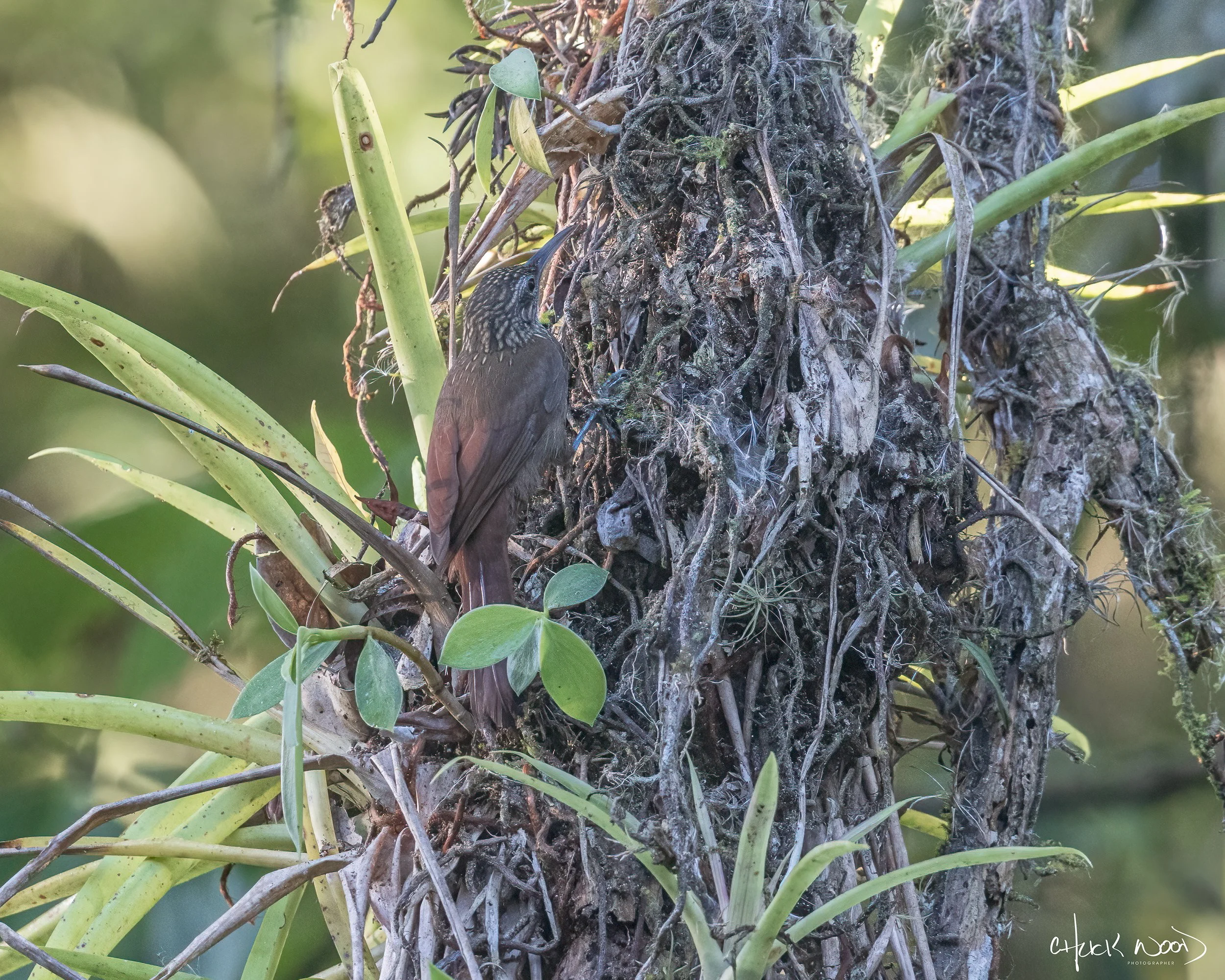  Macaw Lodge, Costa Rica 2023 