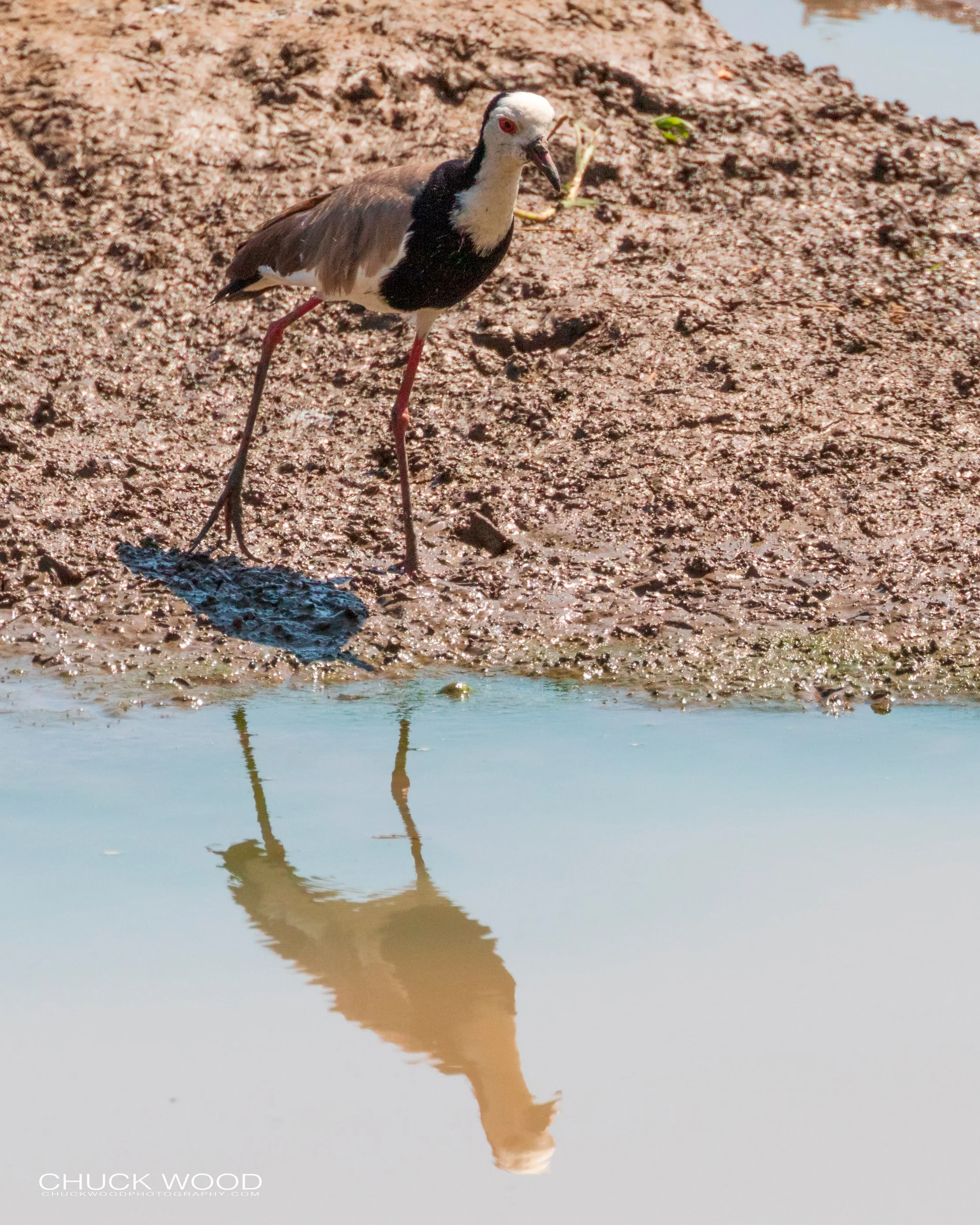  Mana Pools, Zimbabwe 2019 