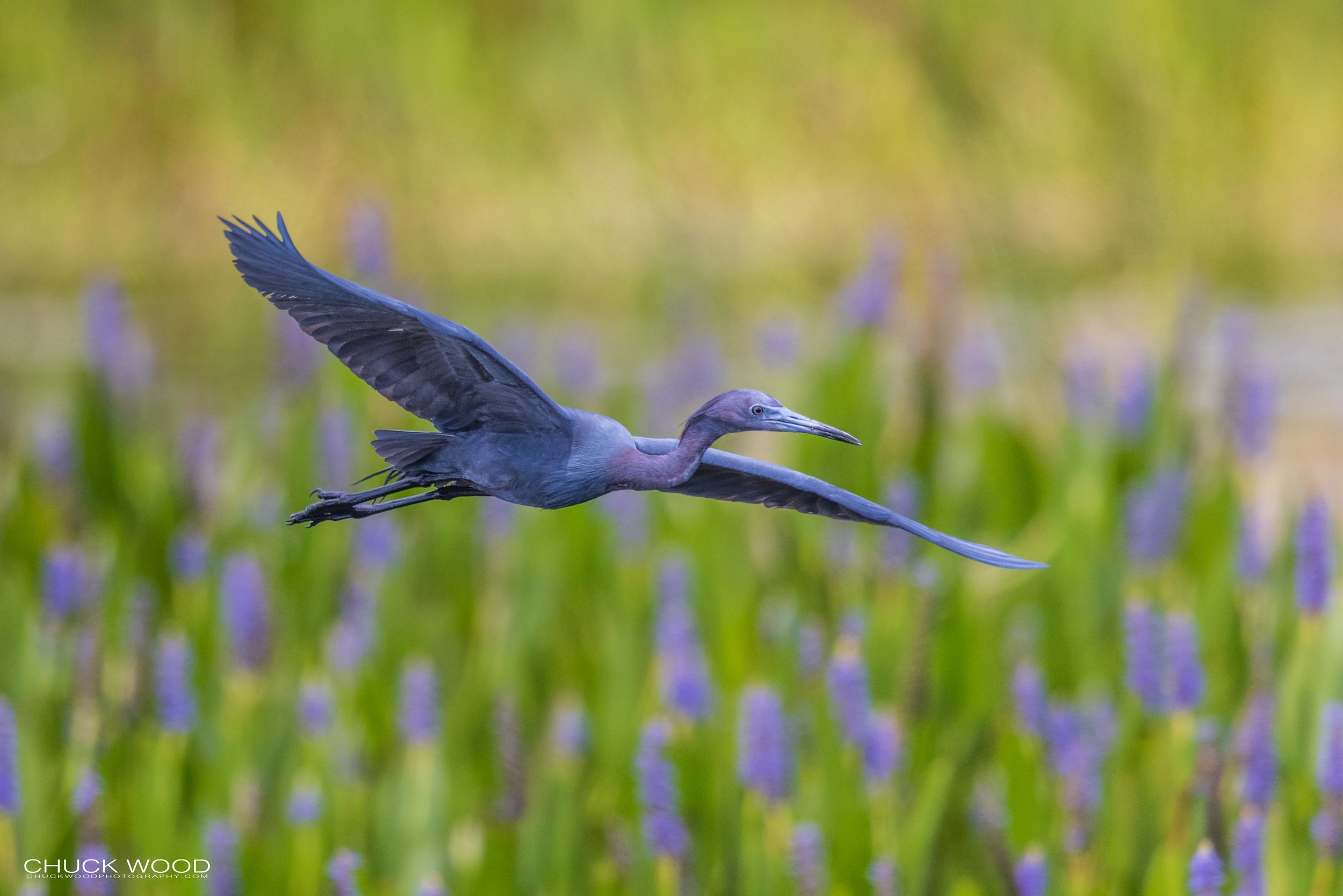 Viera Wetlands, FL 2021 