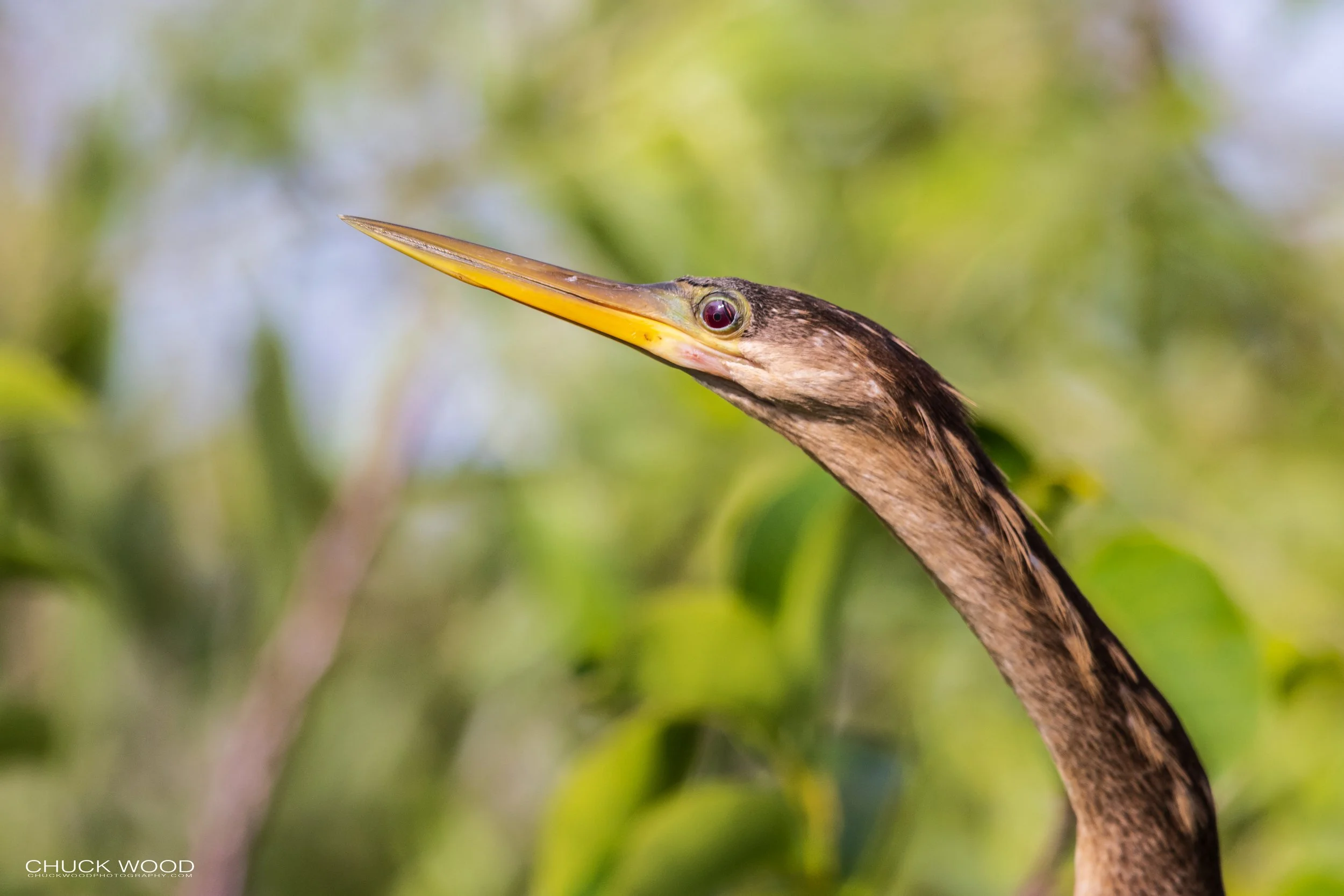  Shark Valley, FL 2021 