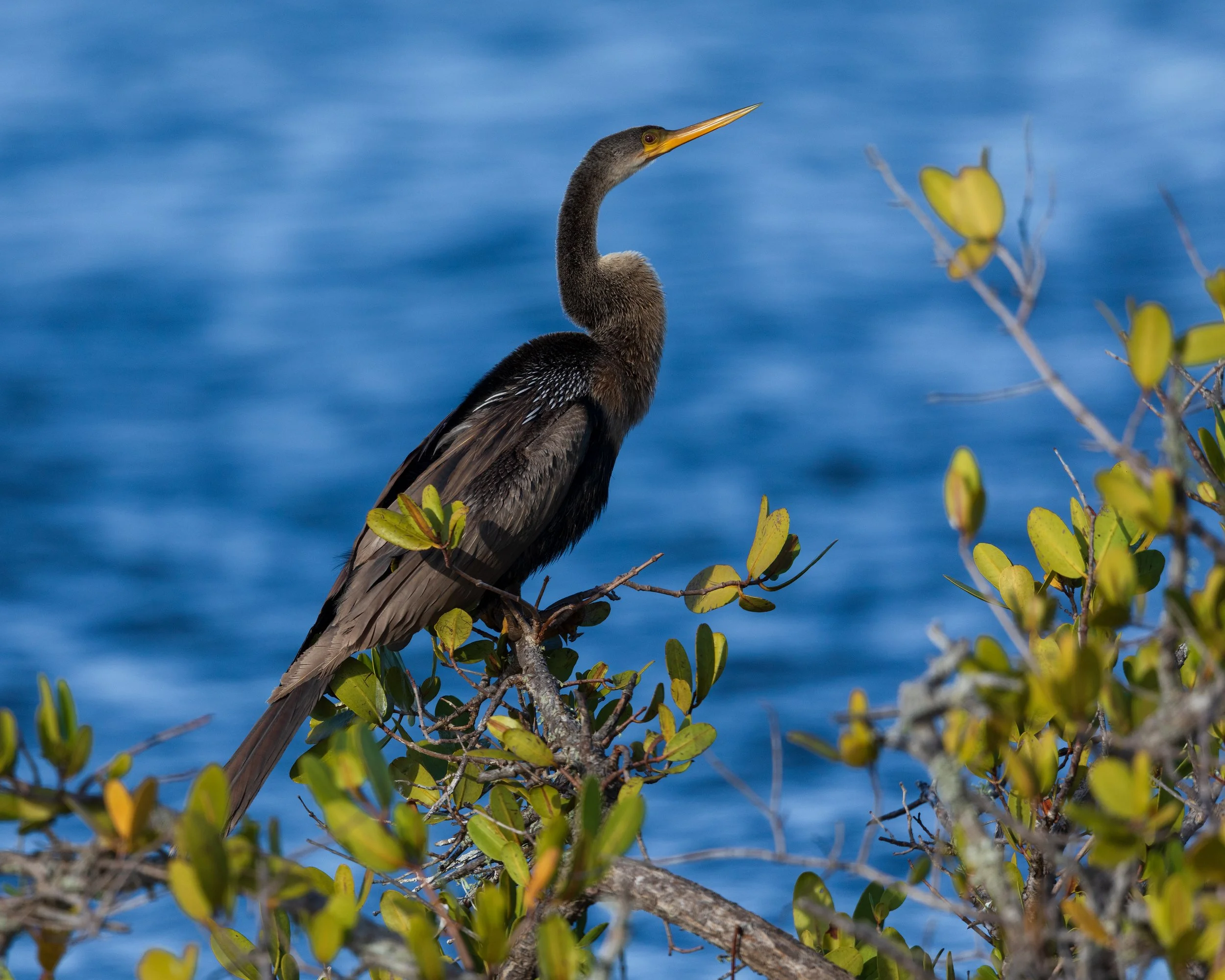  Merritt Island, FL 2020 